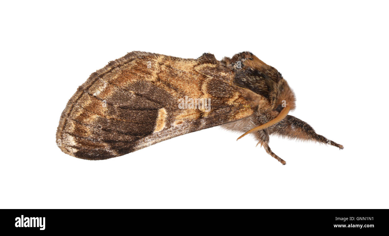 71.015 (2002) drei bucklig Prominent - Notodonta Tritophus Stockfoto