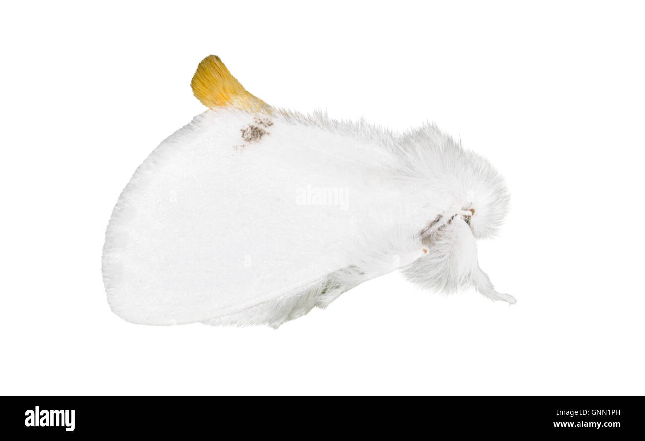 72.013 (2030) gelb-Heck - Euproctis Similis Stockfoto