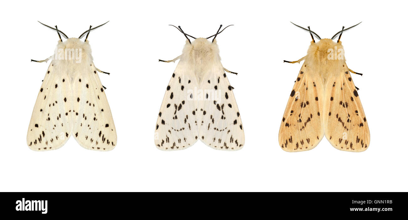 72.020 (2060) weiße Hermelin - Spilosoma Lubricipeda rechts = ungewöhnlichen nördliche Form Stockfoto
