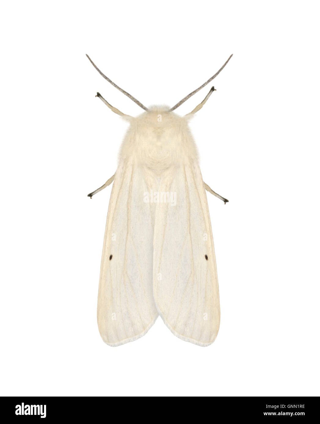 72.021 (2062) Wasser Hermelin - Spilosoma Urticae Stockfoto