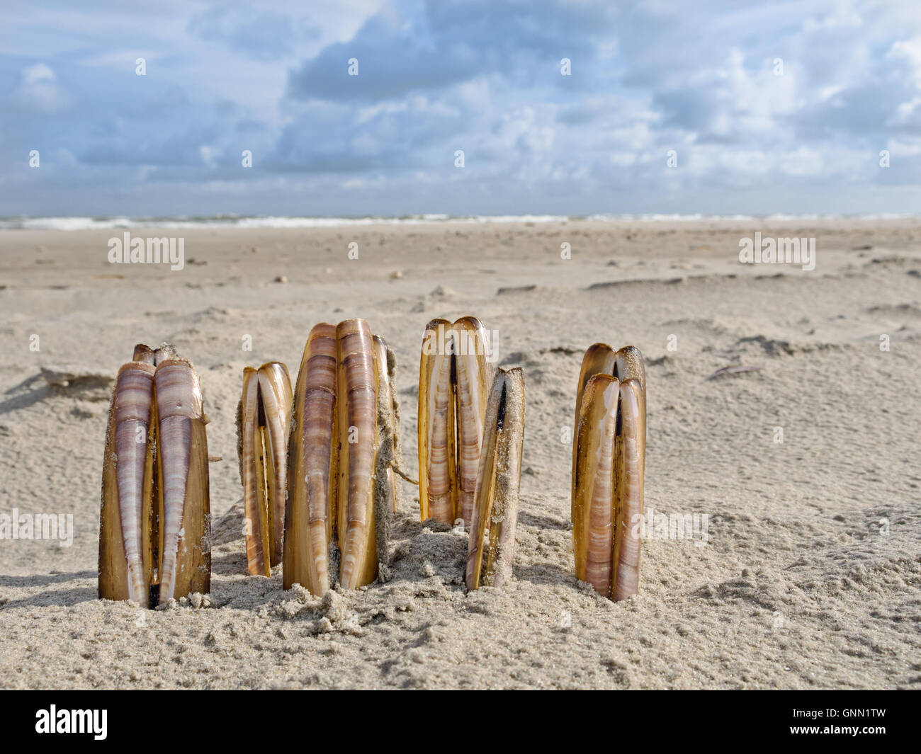 Rasierer Muscheln am Sandstrand Stockfoto