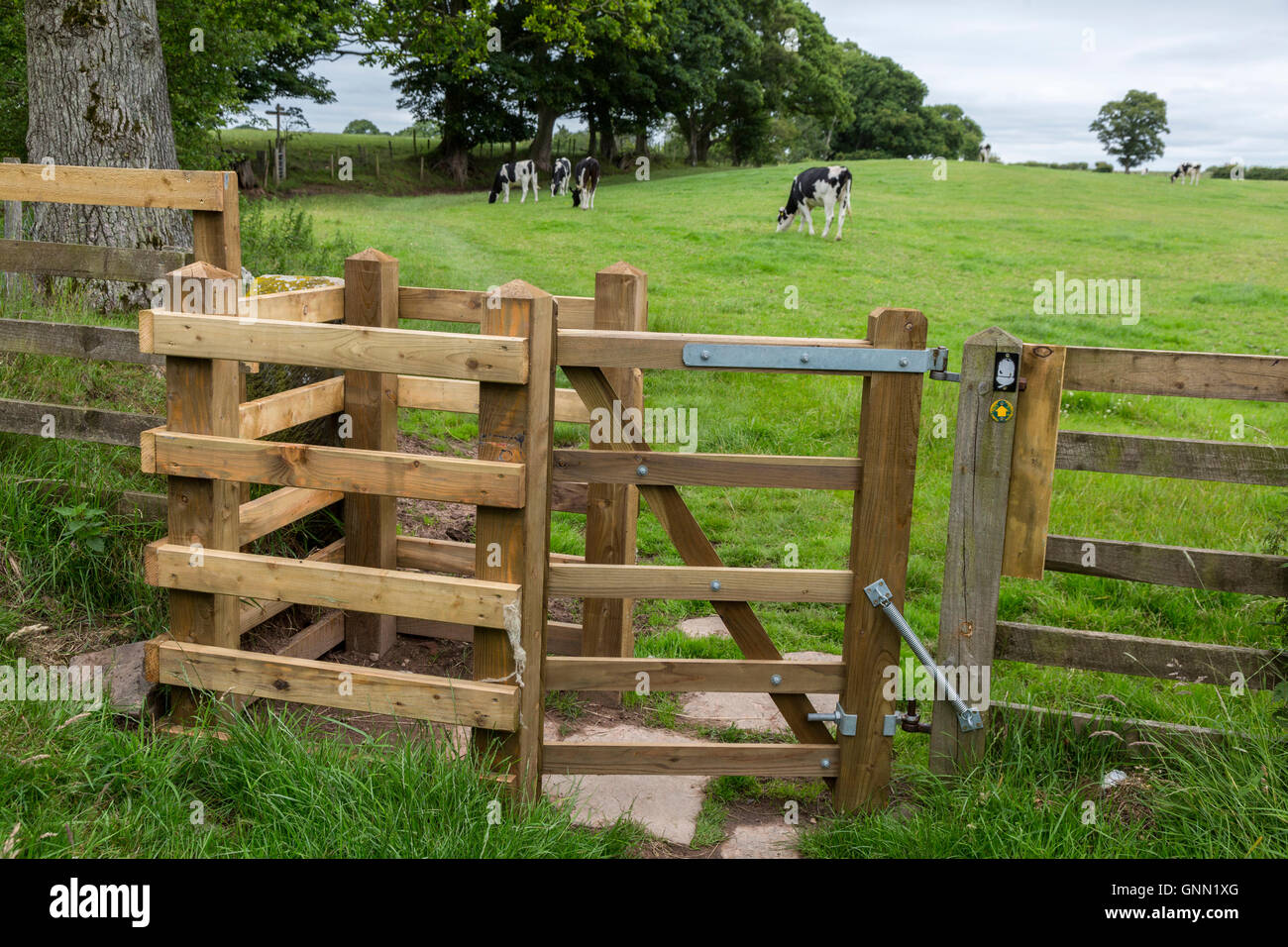 Der Hadrianswall.  Ein küssen Tor hält Vieh auf der Weide.  Cumbria, England, UK. Stockfoto