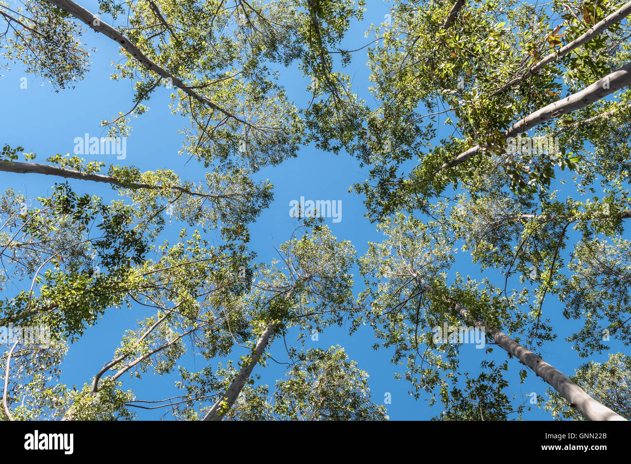 Durch die Bäume nachschlagen Stockfoto