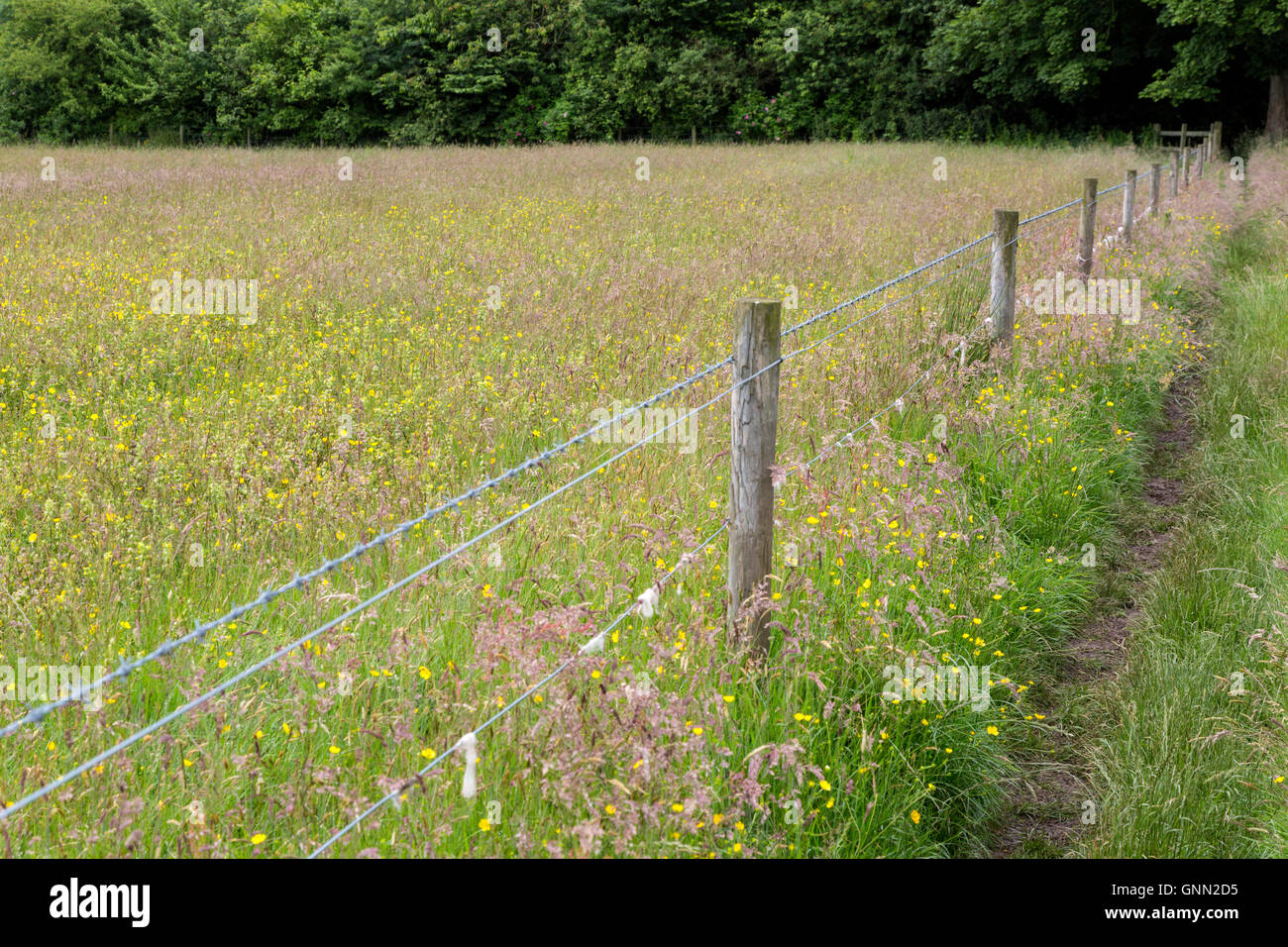 Cumbria, England, UK.  Der Hadrianswall Fußweg neben der Wildblumen. Stockfoto