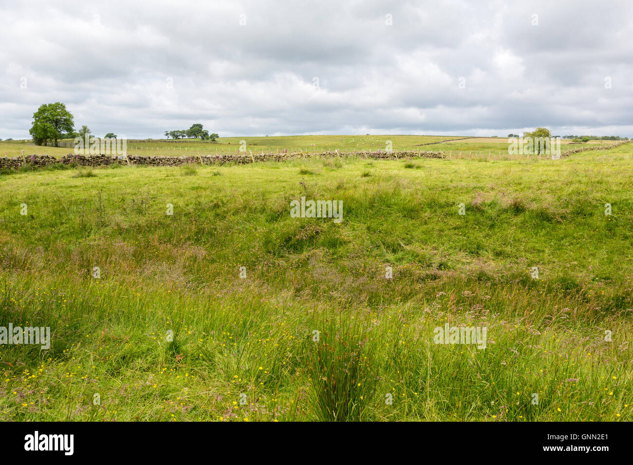 Cumbria, England, UK.  Reste der Defensive Graben auf der Nordseite der Hadrianswall. Stockfoto