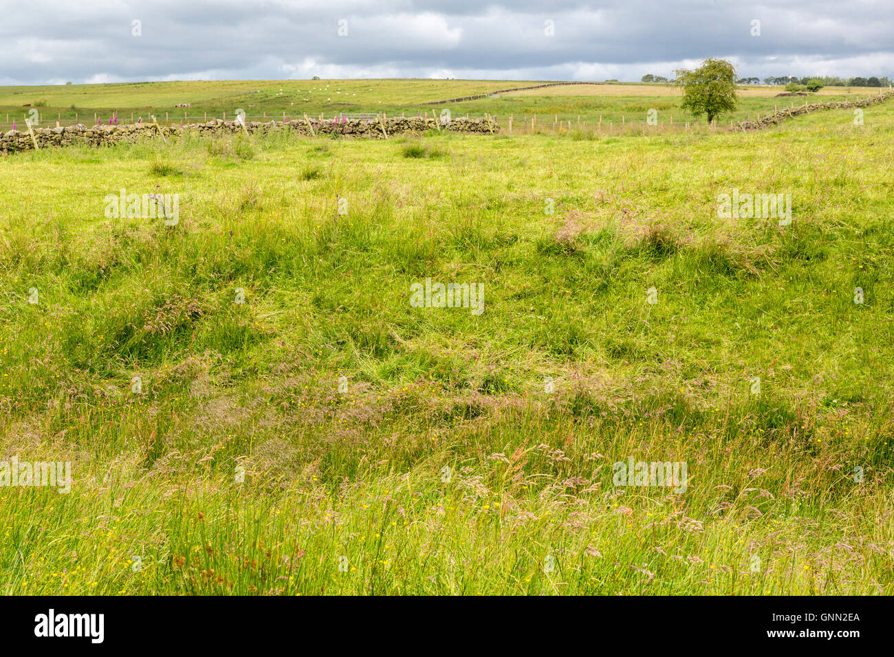 Cumbria, England, UK.  Reste der Defensive Graben auf der Nordseite der Hadrianswall. Stockfoto
