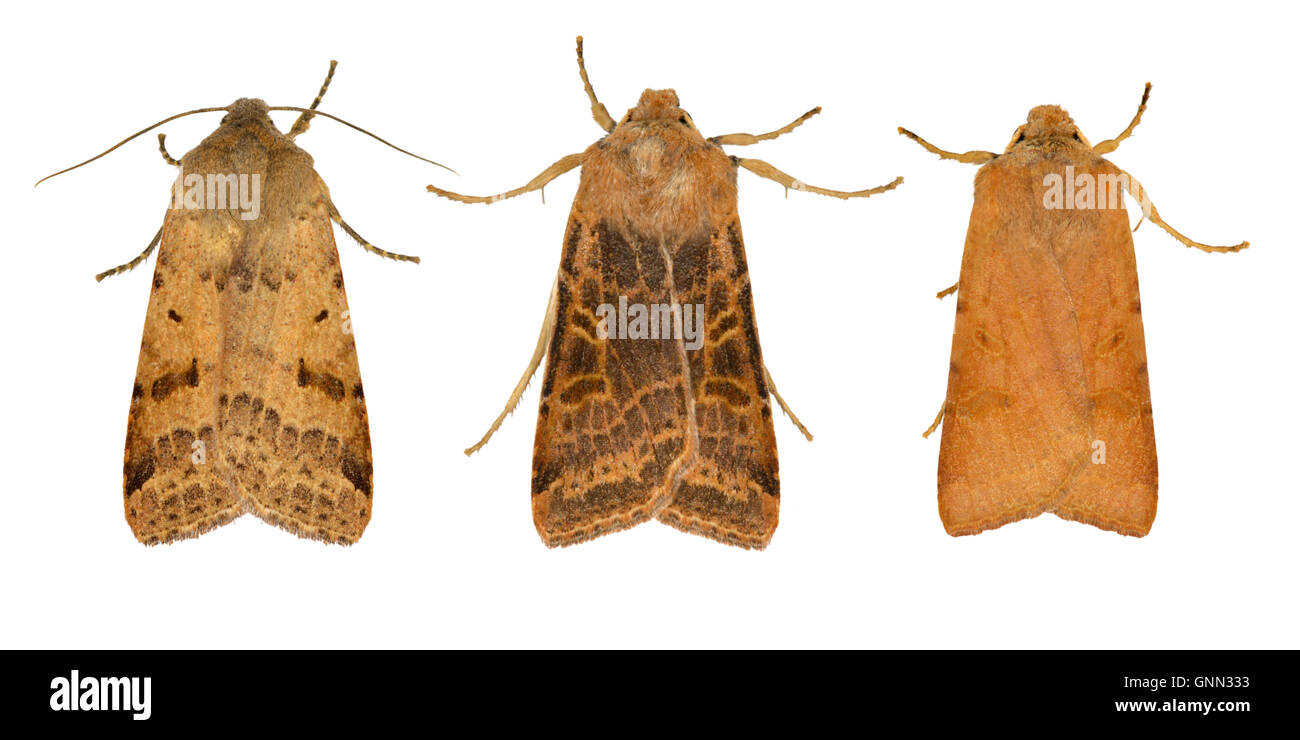 73.186 (2267) Perlen Kastanie - Agrochola Lychnidis Stockfoto