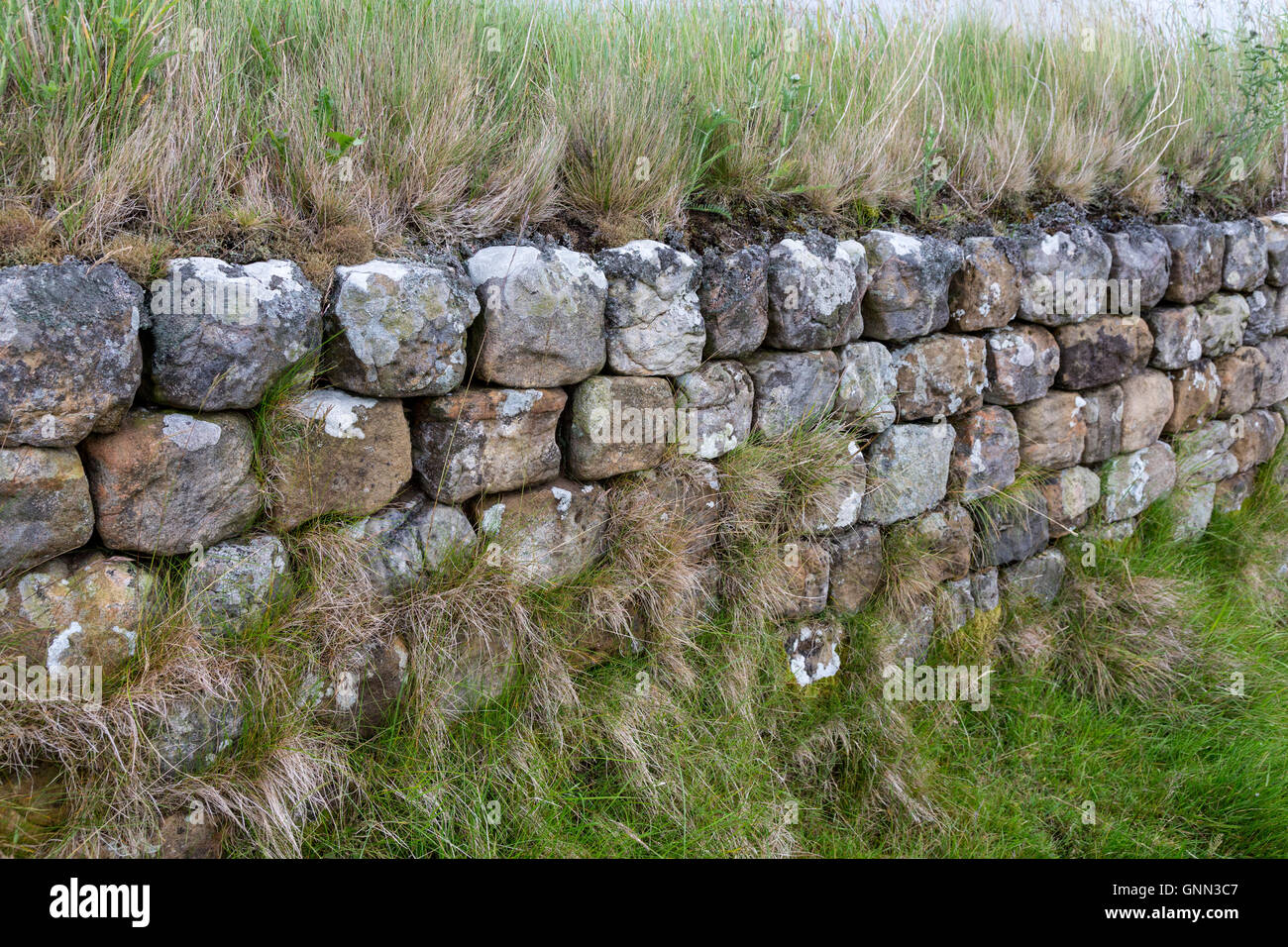 Northumberland, England, Vereinigtes Königreich.  Der Hadrianswall Mauerwerk, Wilde Gräser wachsen an der Spitze zwischen Stahl Rigg und Housesteads. Stockfoto