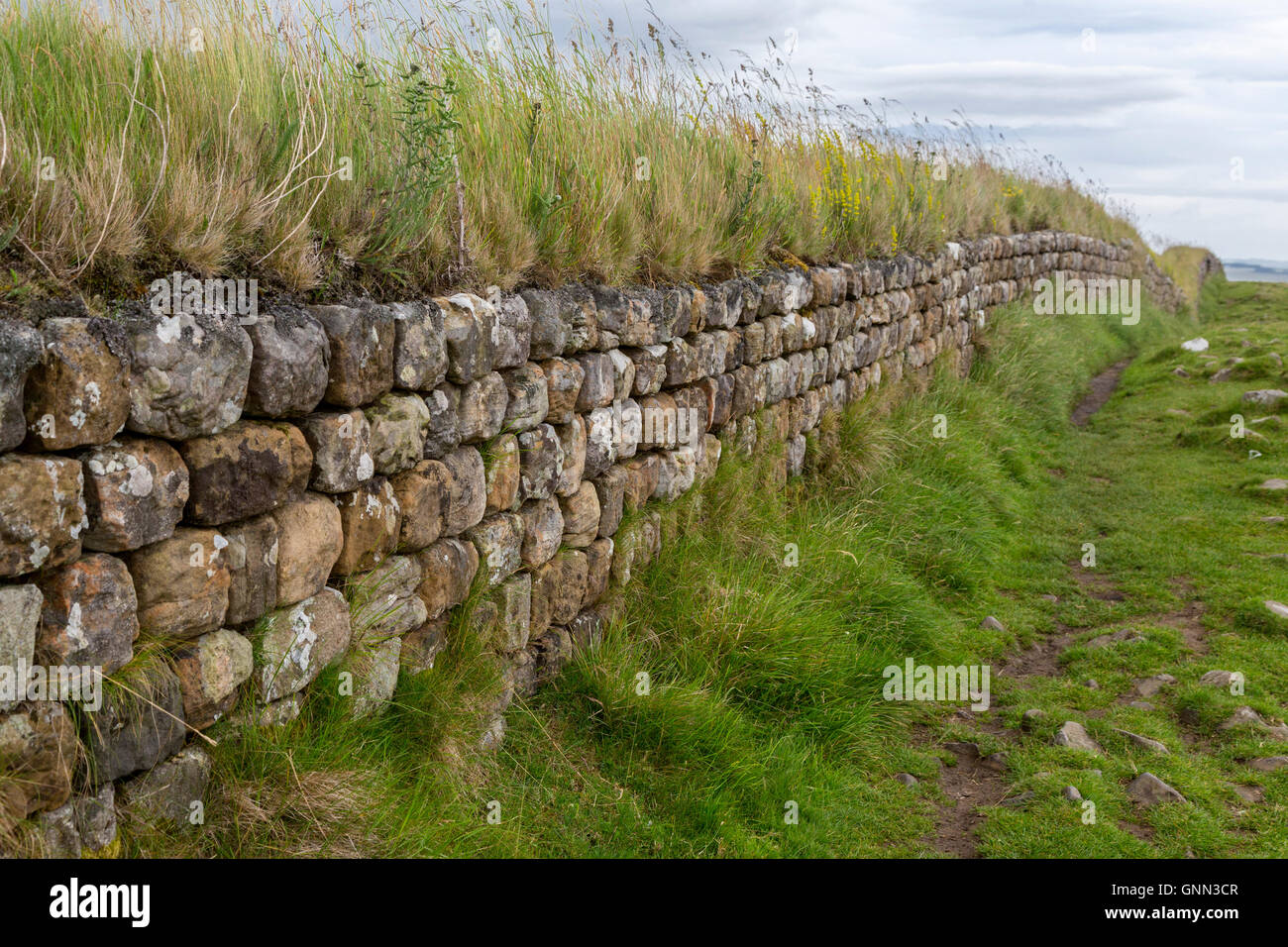 Northumberland, England, Vereinigtes Königreich.  Der Hadrianswall Mauerwerk, Wilde Gräser wachsen an der Spitze zwischen Stahl Rigg und Housesteads. Stockfoto