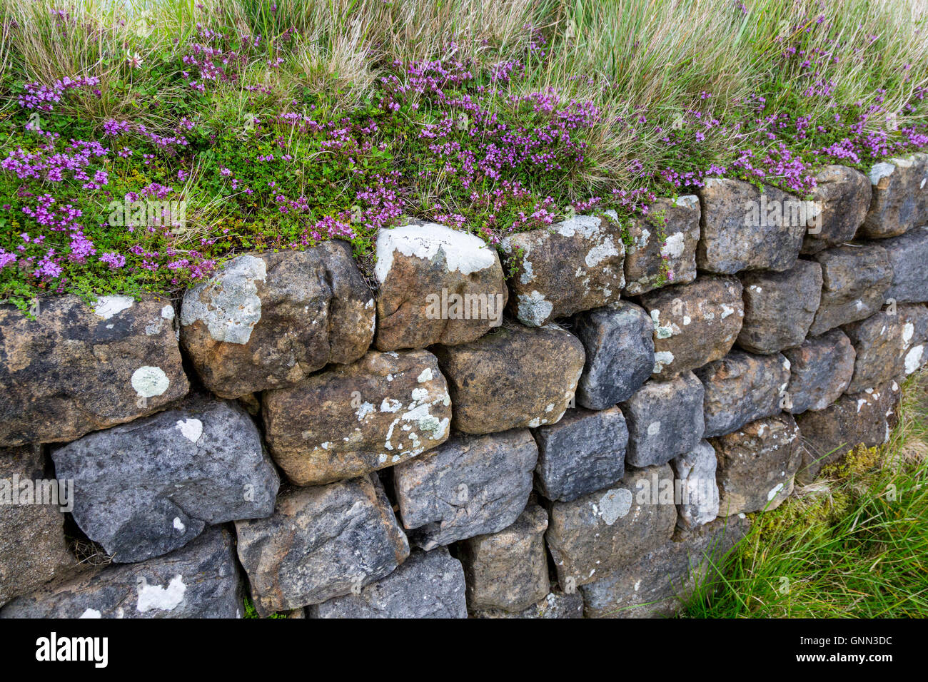 Northumberland, England, Vereinigtes Knigreich. Kriechender Thymian wchst  am Hadrianswall zwischen Stahl Rigg und Housesteads Stockfotografie - Alamy