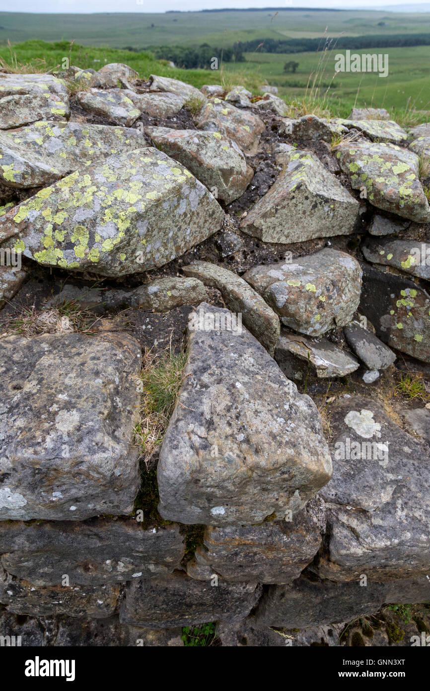 Northumberland, England, Vereinigtes Königreich.  Der Hadrianswall zeigen Formen von konischen Steinen im Bau der äußeren Verkleidung verwendet. Stockfoto