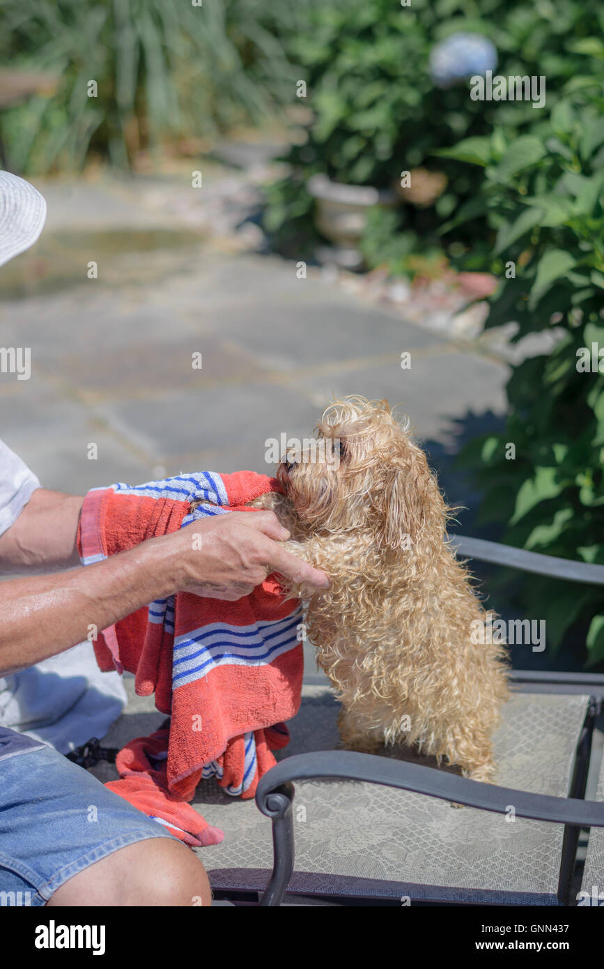 Kleiner Hund nach draußen nach einem Bad Stockfoto