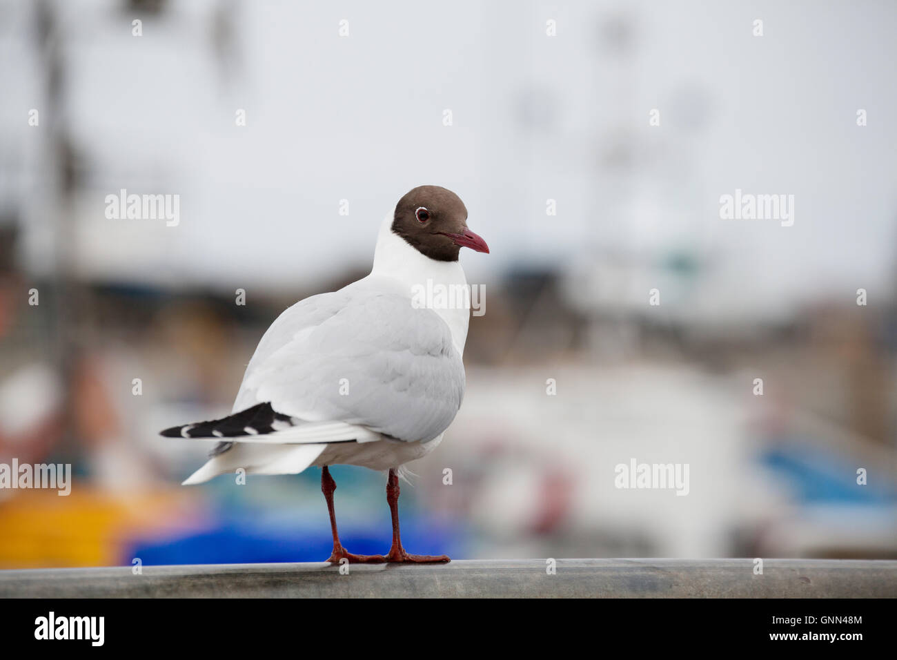 Schwarze Leitung Möwe am gemeinsame Hafen Northumberland England Großbritannien United Kingdom Stockfoto