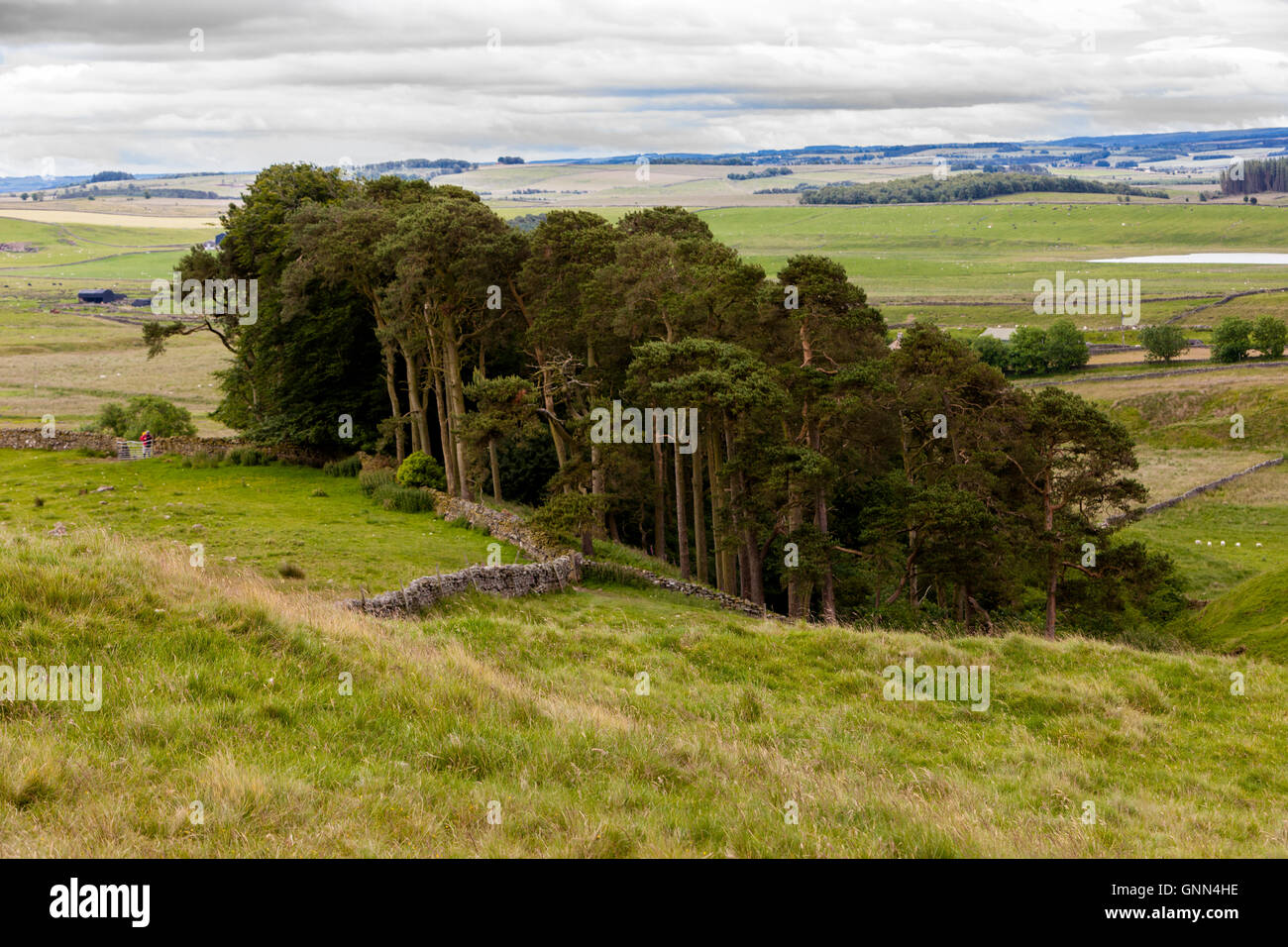 UK, England.  Ein Wäldchen von Kiefer (Pinus Silvestris) gesehen von den Hadrianswall Fußweg in Northumberland. Stockfoto