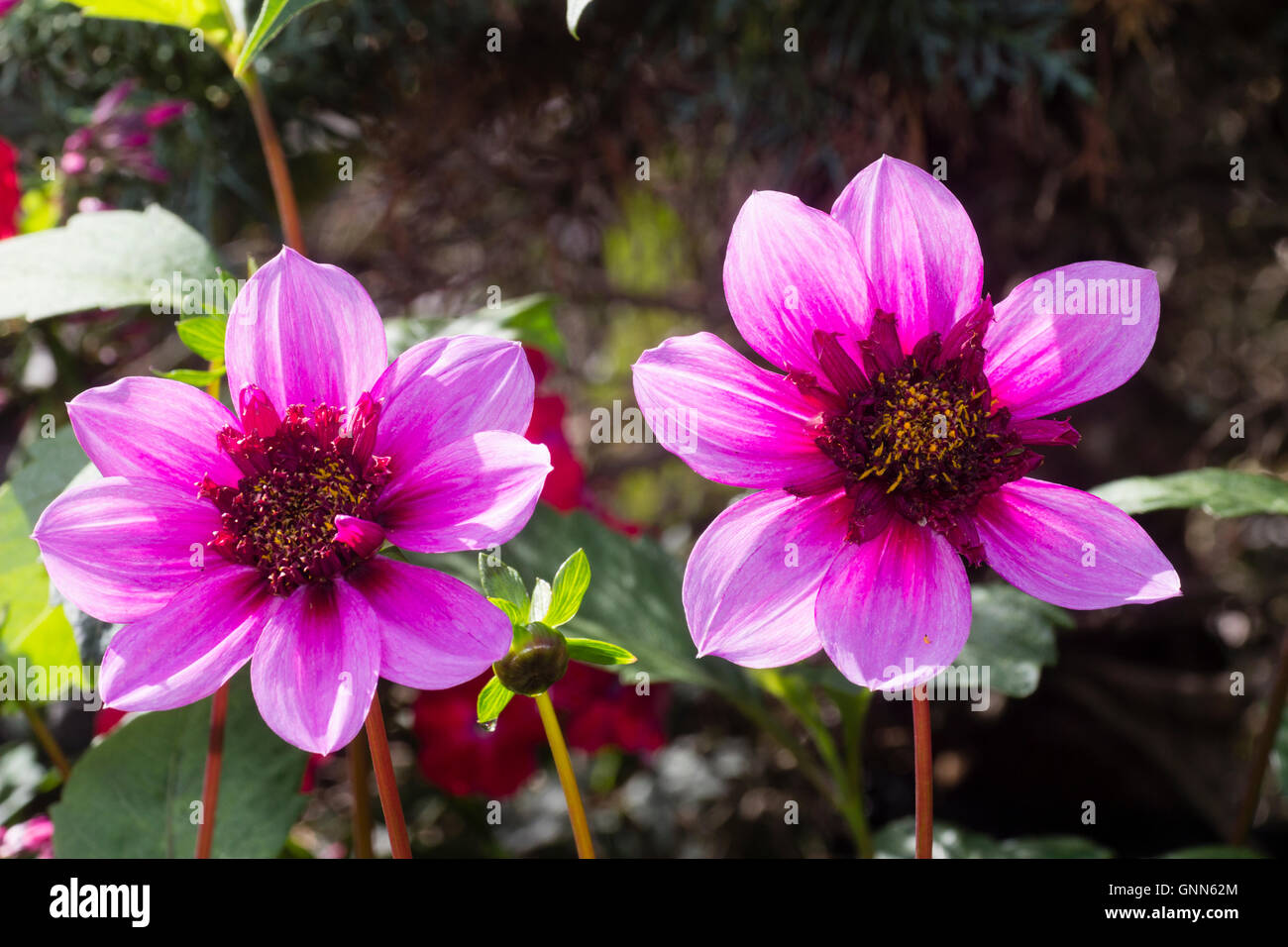 Ein paar Blumen von der Anemone zentriert bläulich rosa zarte Staude, Dahlia "Blue Bayou" Stockfoto