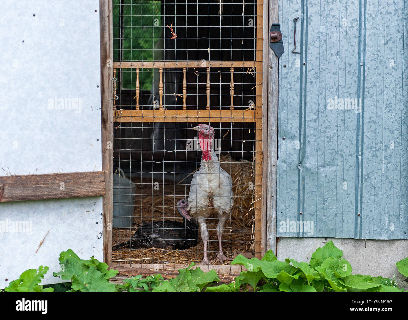 Die Türkei sieht sich durch Bildschirm Tür in der Türkei Scheune Stockfoto