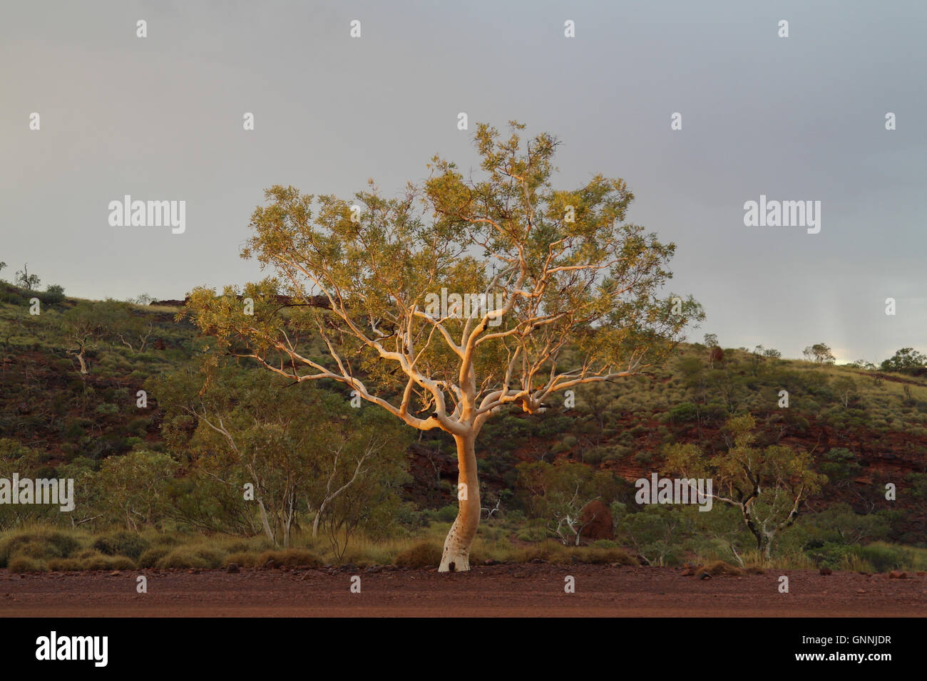 Baum im Outback mit dem typischen roten Sand, Western Australia - Australien Stockfoto
