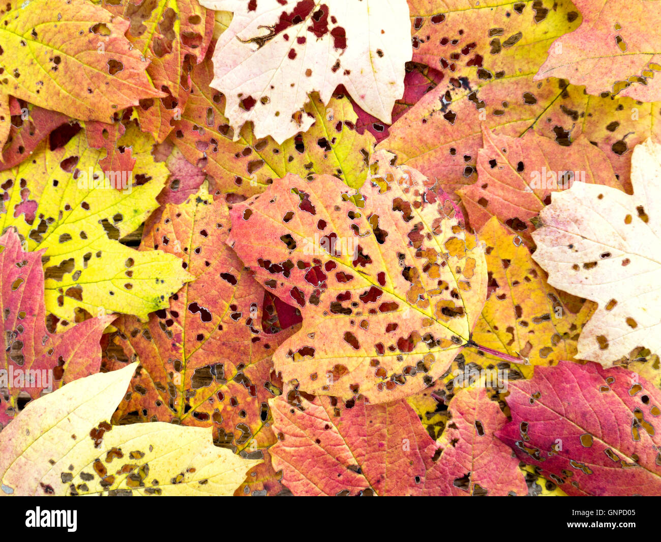 Fallen Sie farbige Viburnum Blätter perforiert von Schadinsekten Stockfoto
