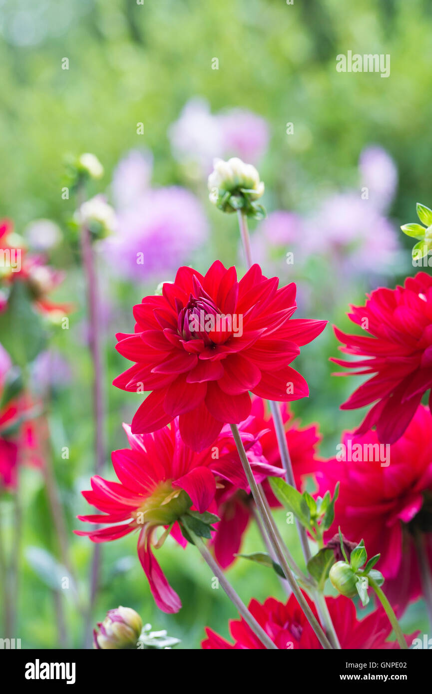 Dahlie 'Edwins Sunset' Blumen. Kleine Seerose-Dahlie Stockfoto