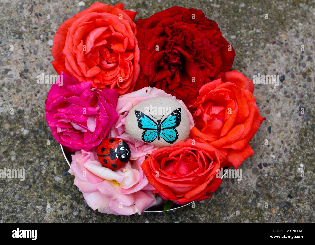 Tablett voller exquisite echte Rosen in vier Farben mit einen gemalten Amazonas blauen Schmetterling und Marienkäfer auf zwei Strand Kieselsteine. Stockfoto