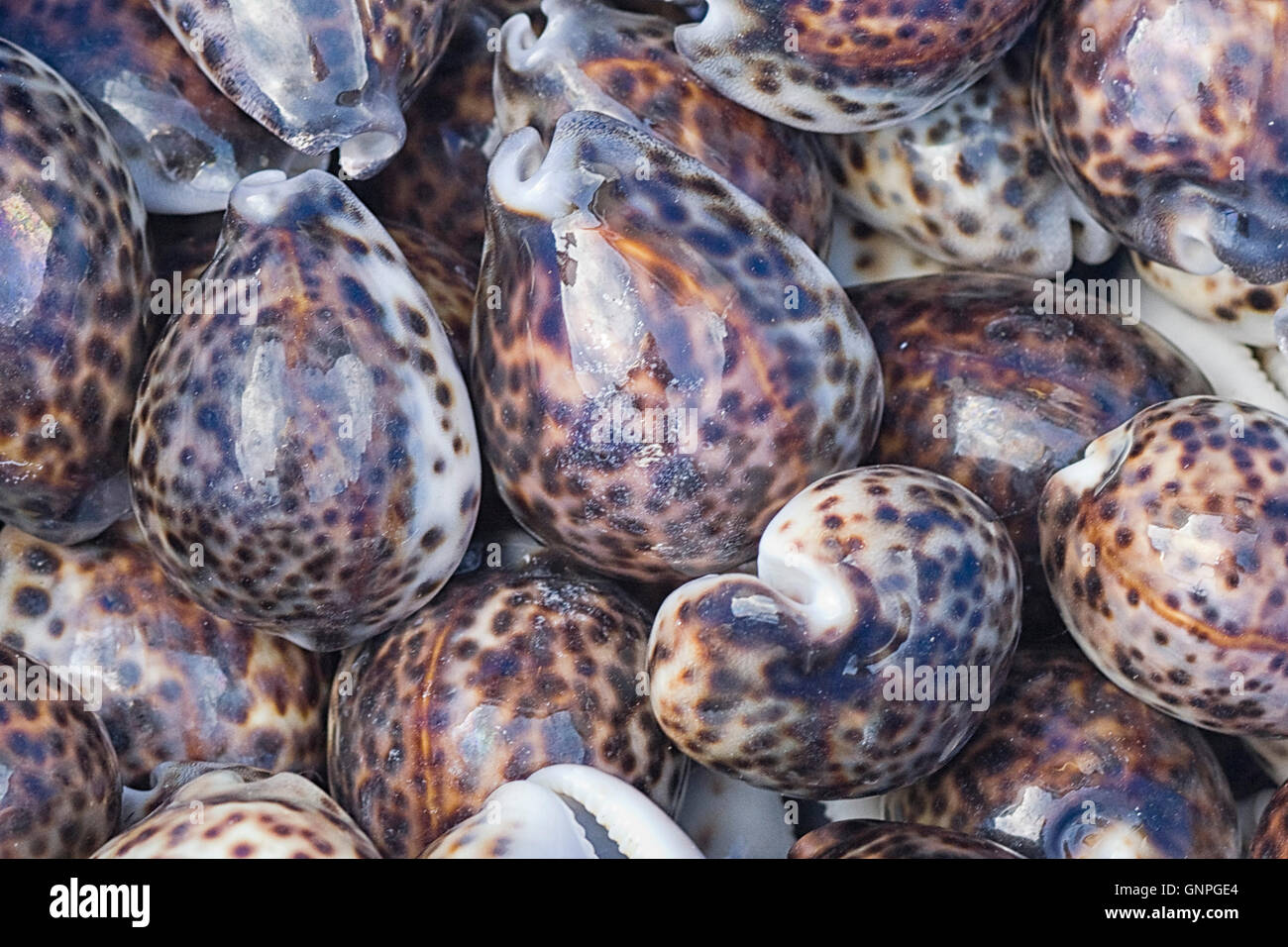 Tiger Kauri-Muscheln Stockfoto