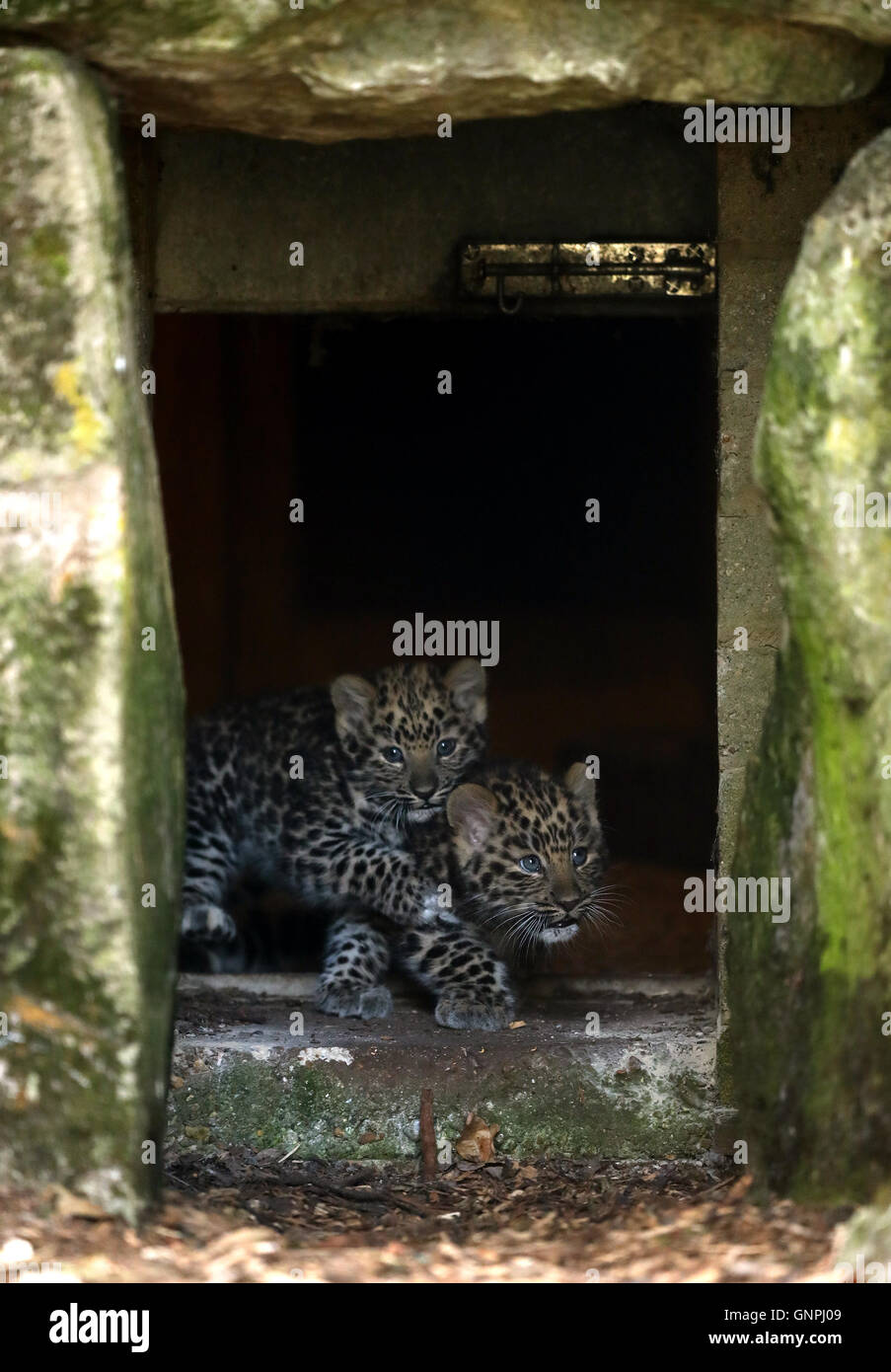 Zwei männliche Amur Leopard Cubs lassen ihrem Gehege als sie Unternehmungen außerhalb zum ersten Mal seit im Marwell Zoo in Hampshire geboren. Stockfoto