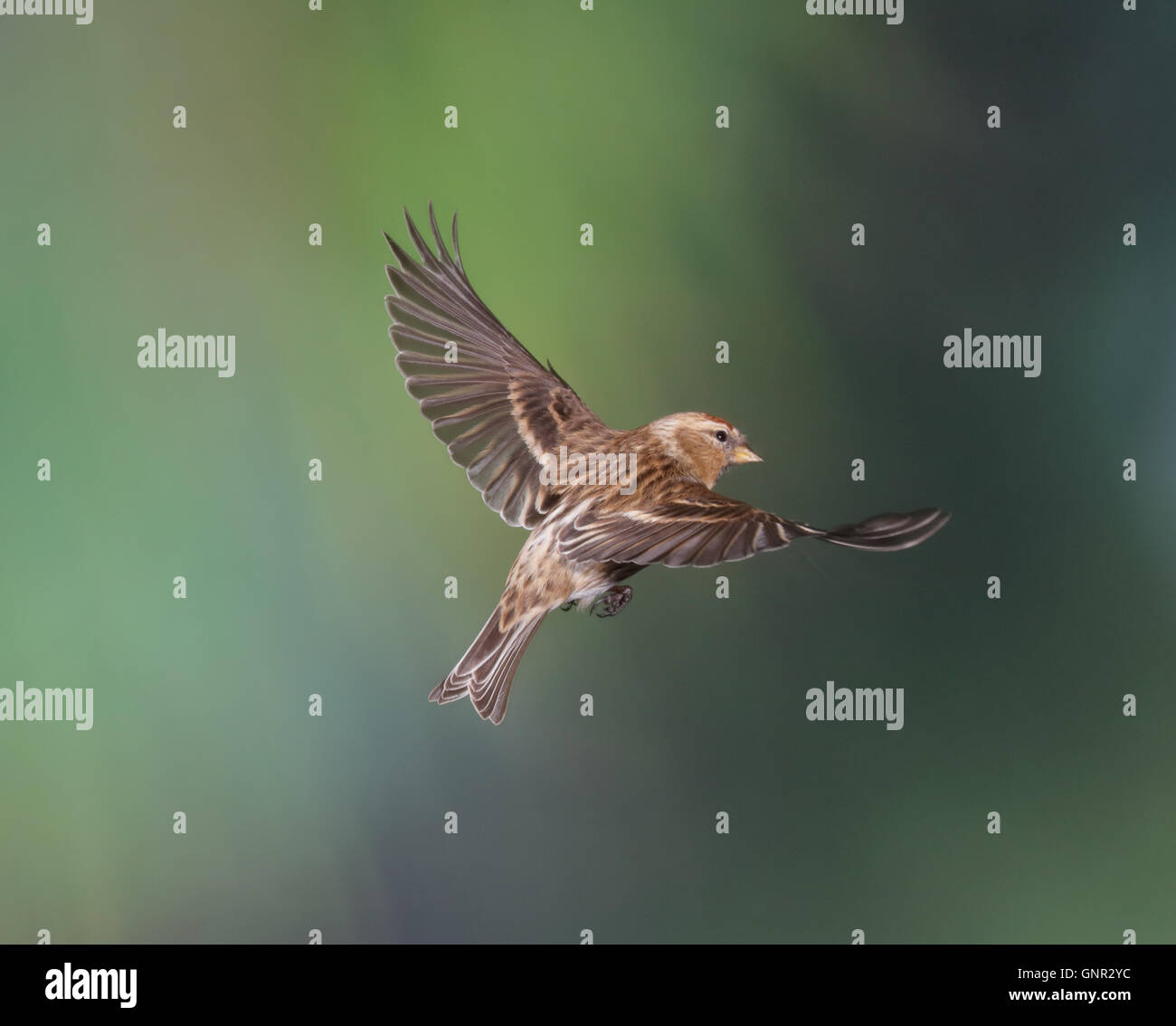 Redpoll (Zuchtjahr Flammea) fliegen Stockfoto