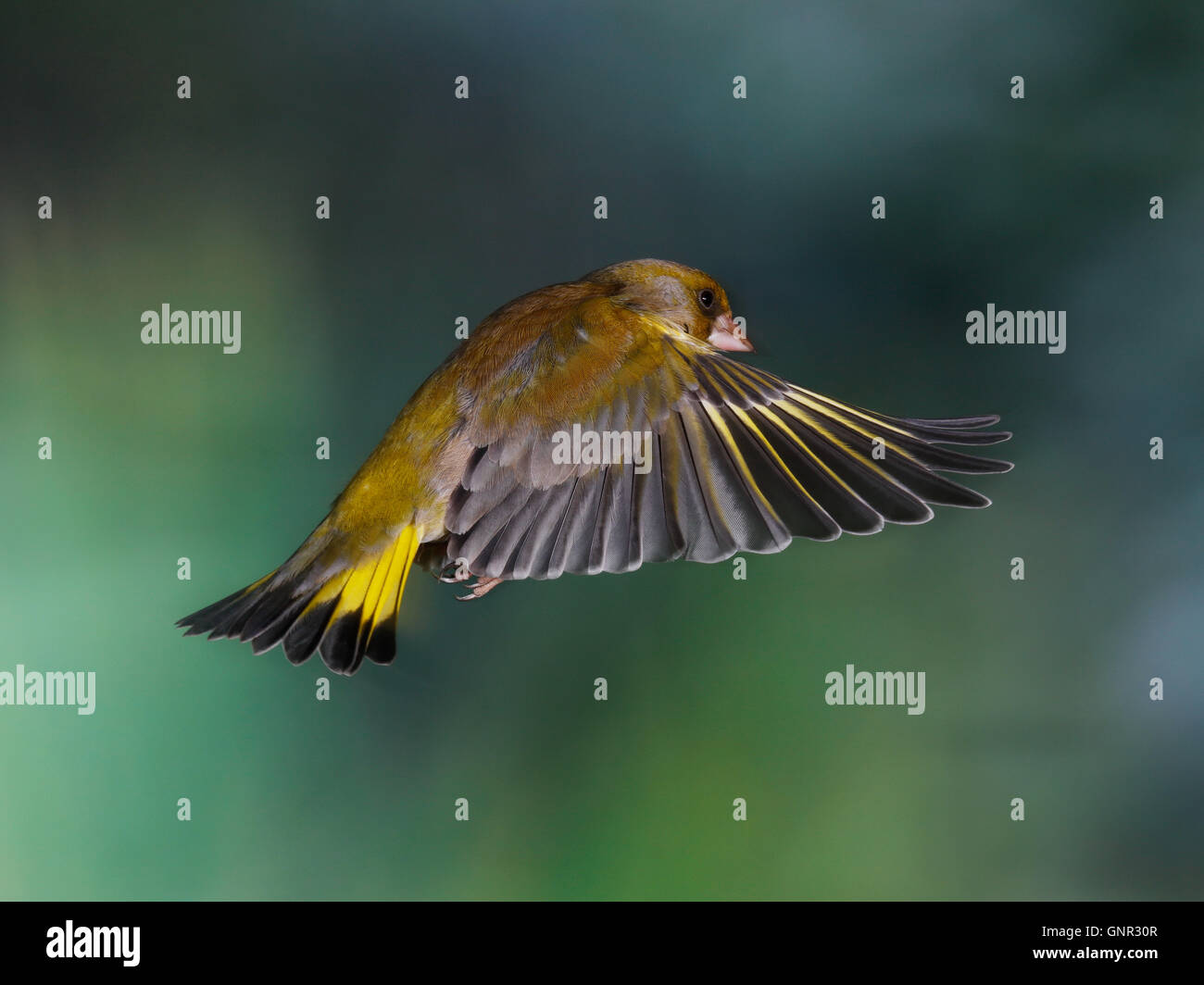 Europäischen Grünfink (Zuchtjahr Chloris) im Flug Stockfoto
