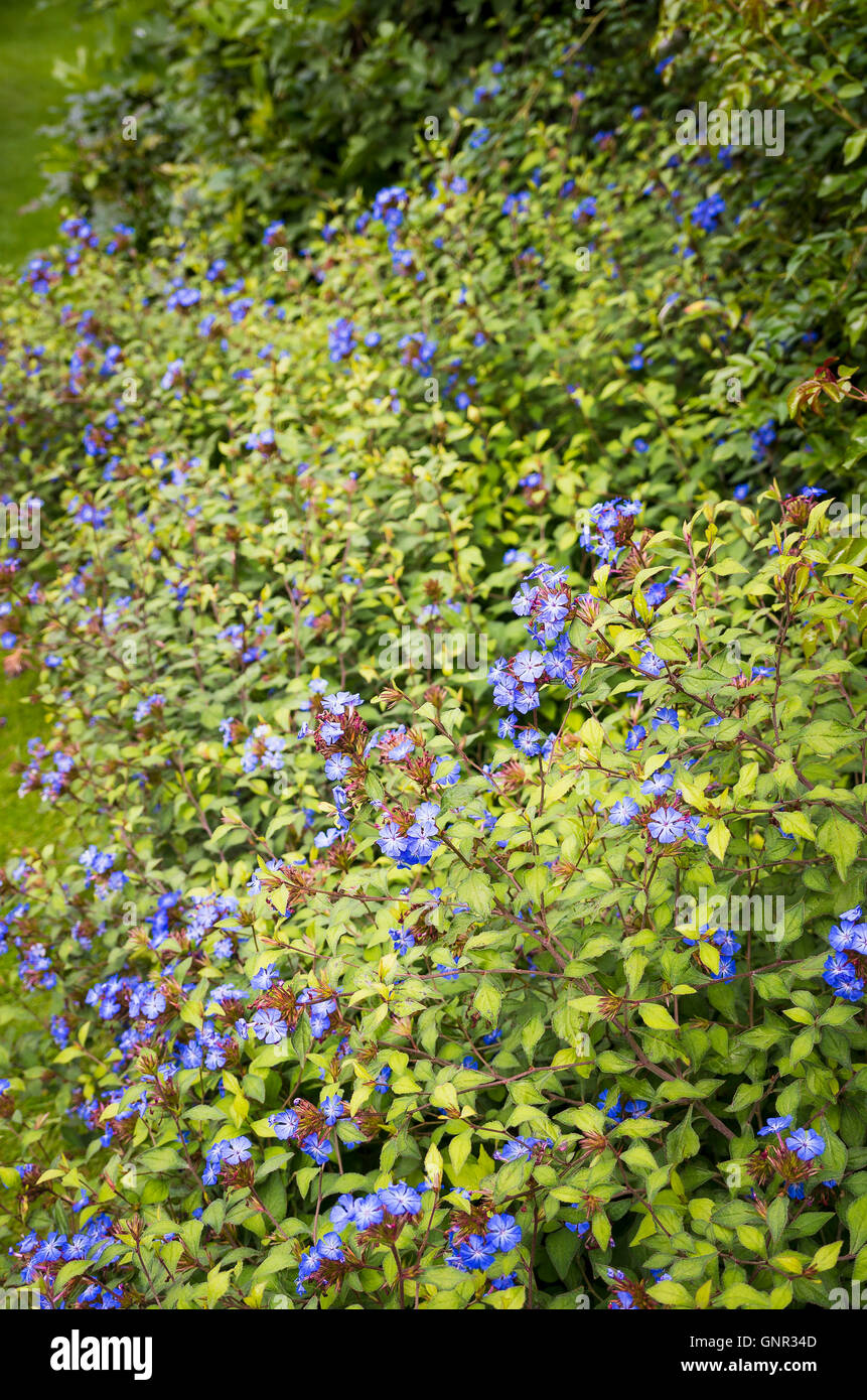 Cratostigma Wald blaue Blüte im September Stockfoto