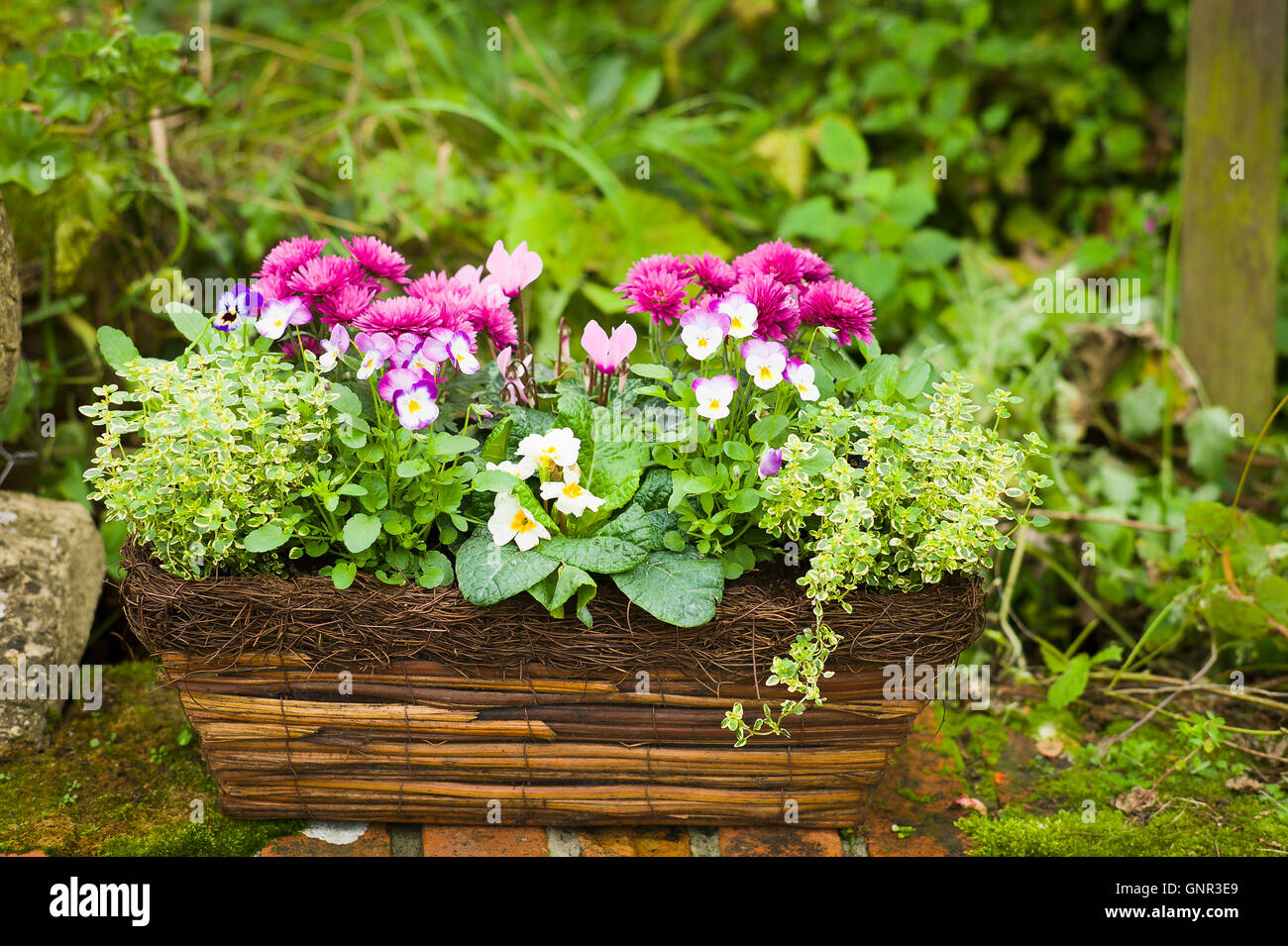 Ein kleiner Pflanzkübel aus natürlichen Materialien gefüllt mit Kräutern und kleinen glotzenden Pflanzen hergestellt Stockfoto