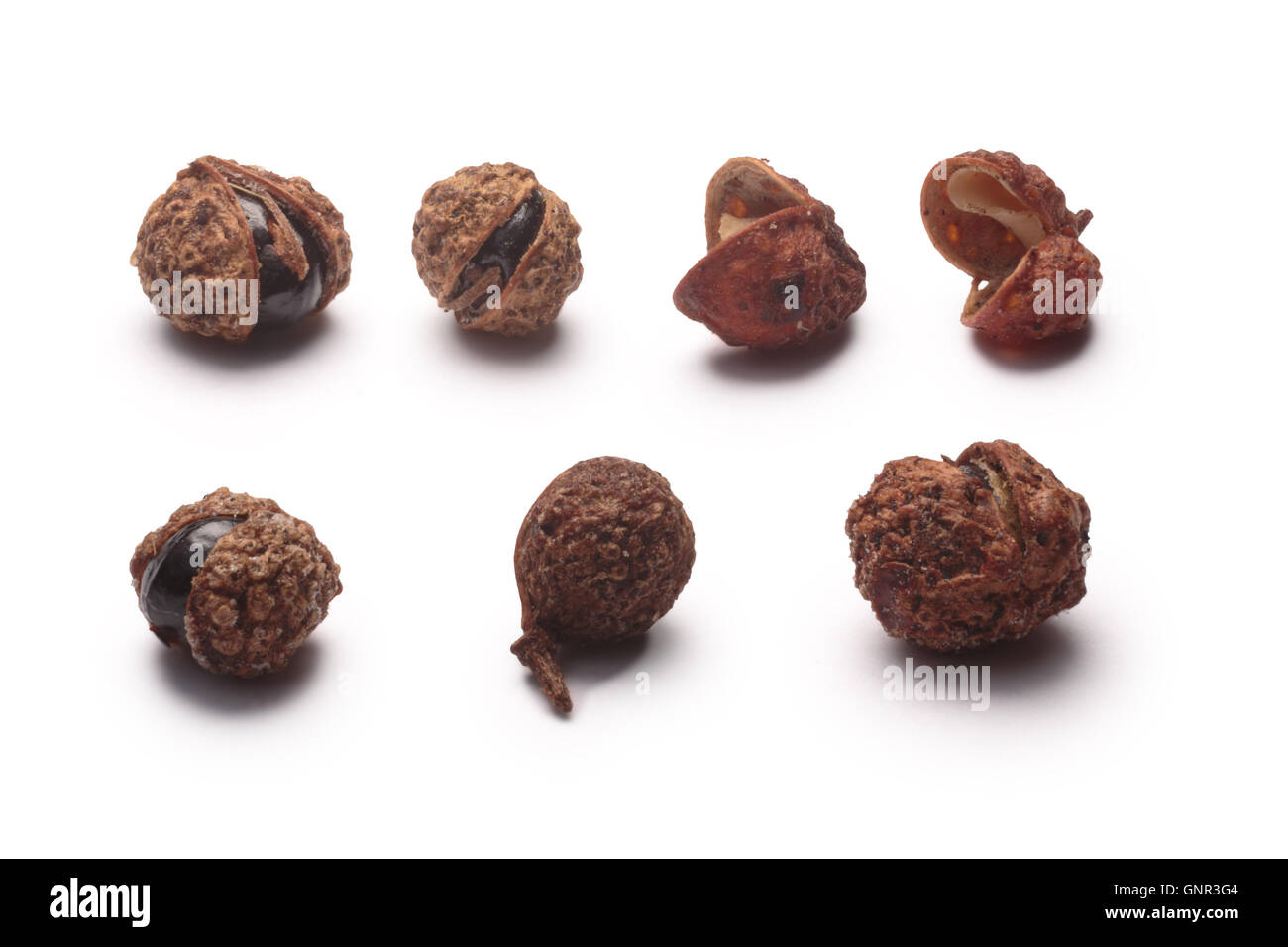 Satz von Sichuanpfeffer (Samen der Zantoxylum Simulans). Auch bekannt als China Koriander, Thingye, Szechuan(Szechwan) Pfeffer. CLI Stockfoto