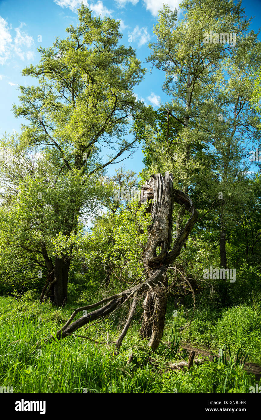 Starczanowo, Polen, auf der Warthe Flusslandschaft Stockfoto