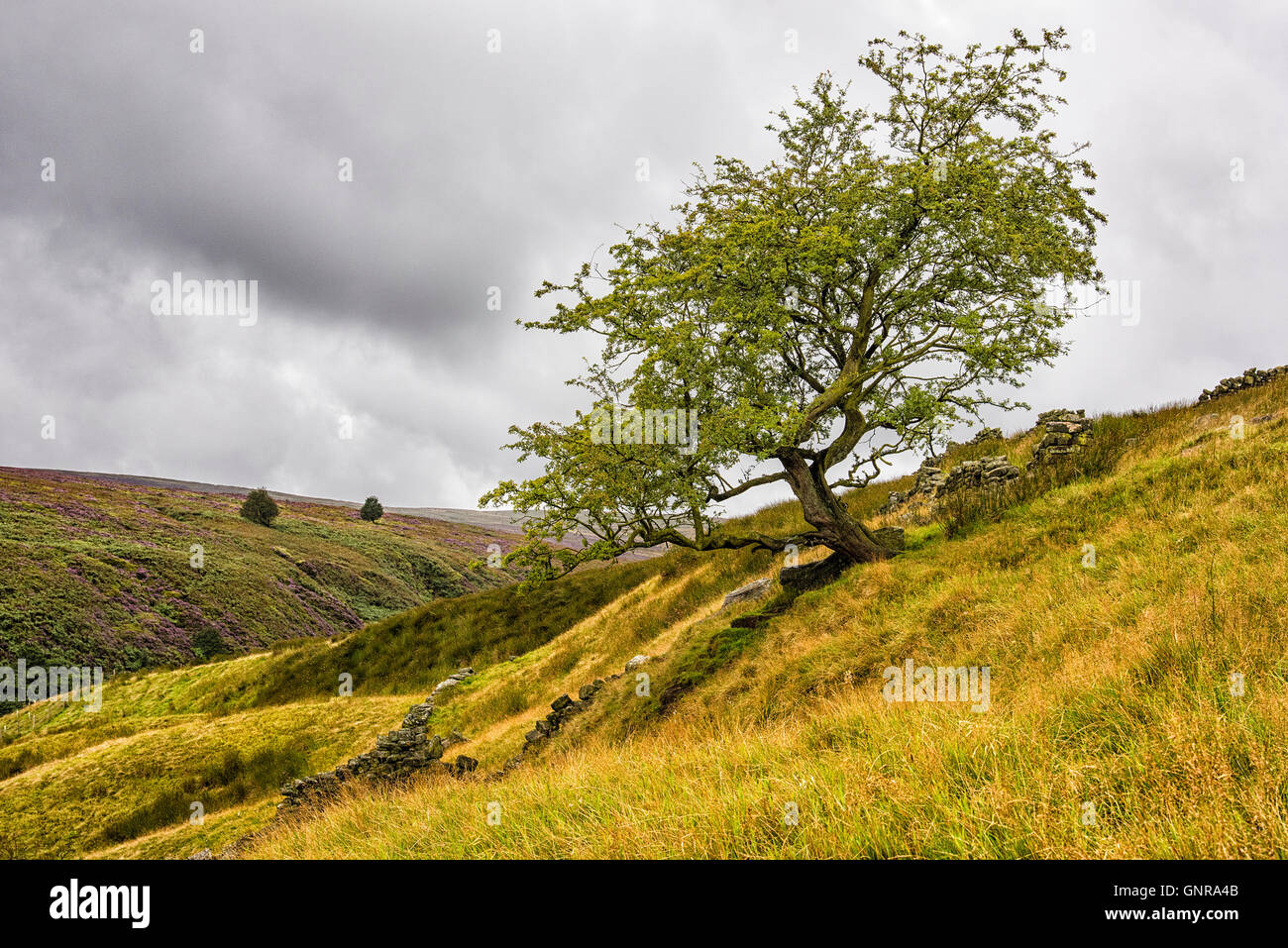 Ein Baum auf dem Weg zum Top Withens und Bronte Wasserfällen, in der Nähe von Haworth Dorf, Yorkshire, Großbritannien Stockfoto