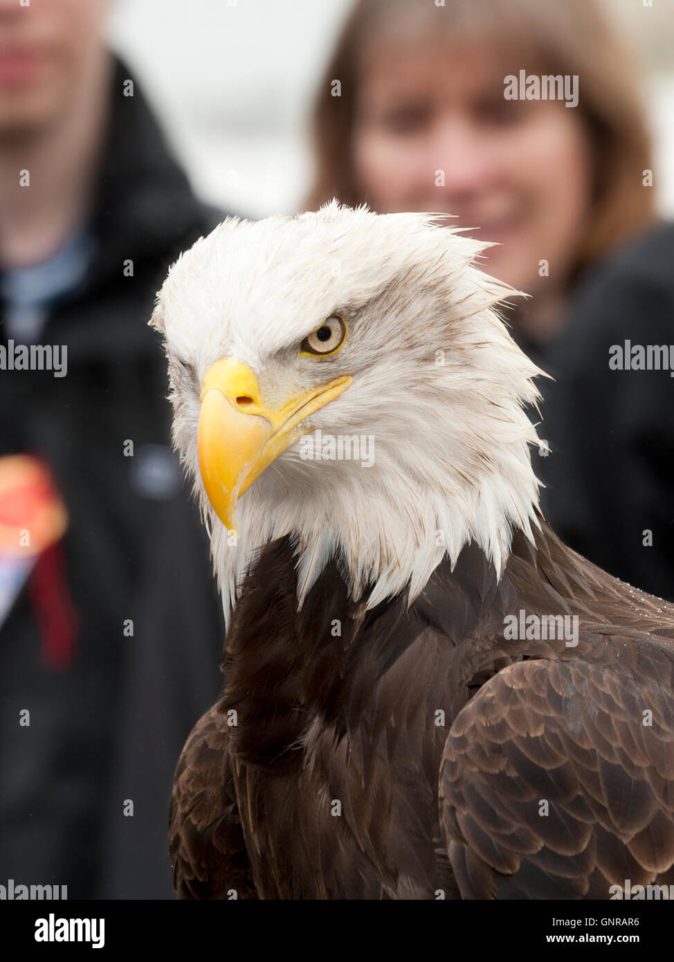 Eagle verwendet für Displays auf der Hertfordshire County Show in England Stockfoto