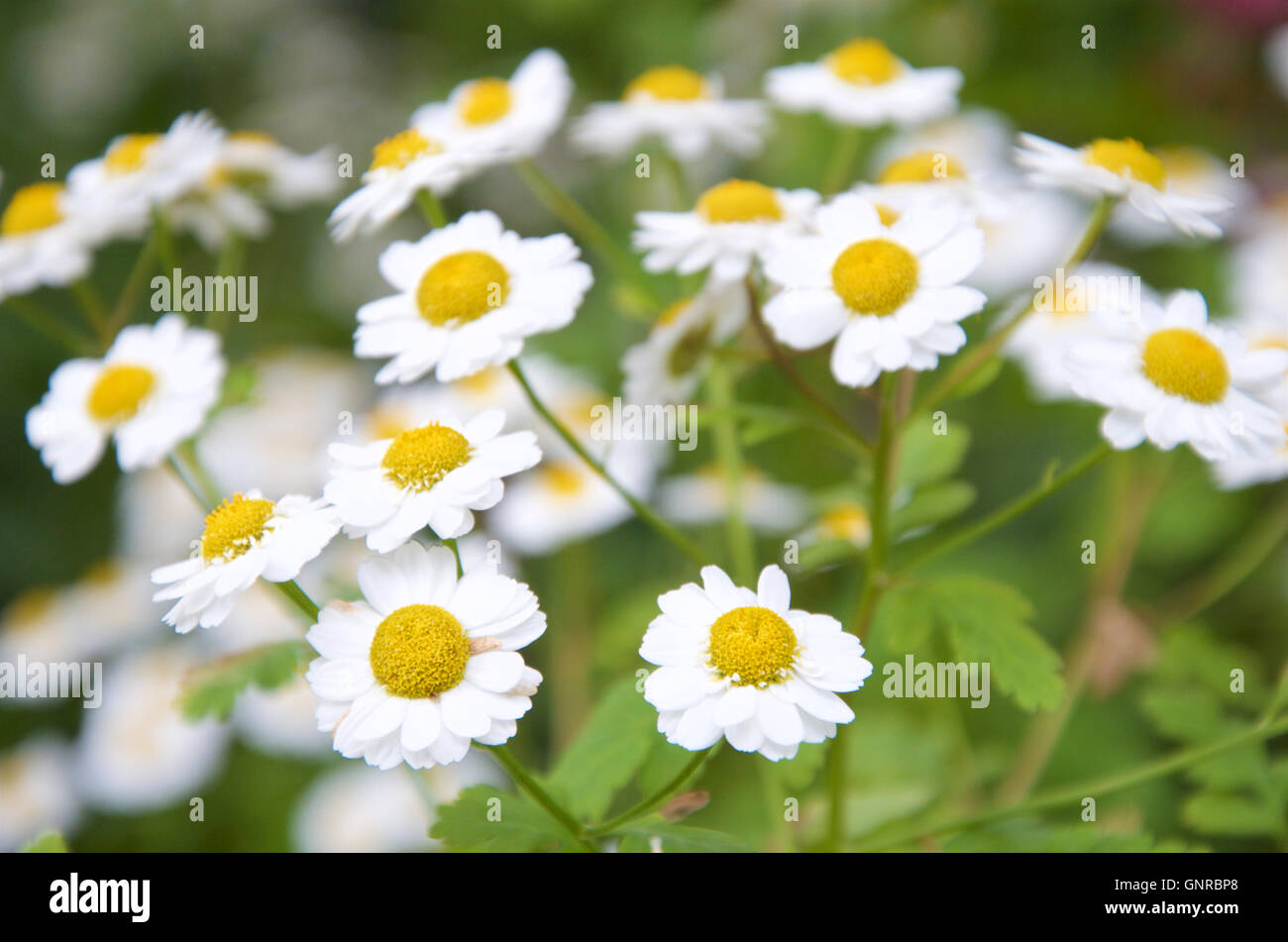 Mutterkraut Tanacetum parthenium Stockfoto