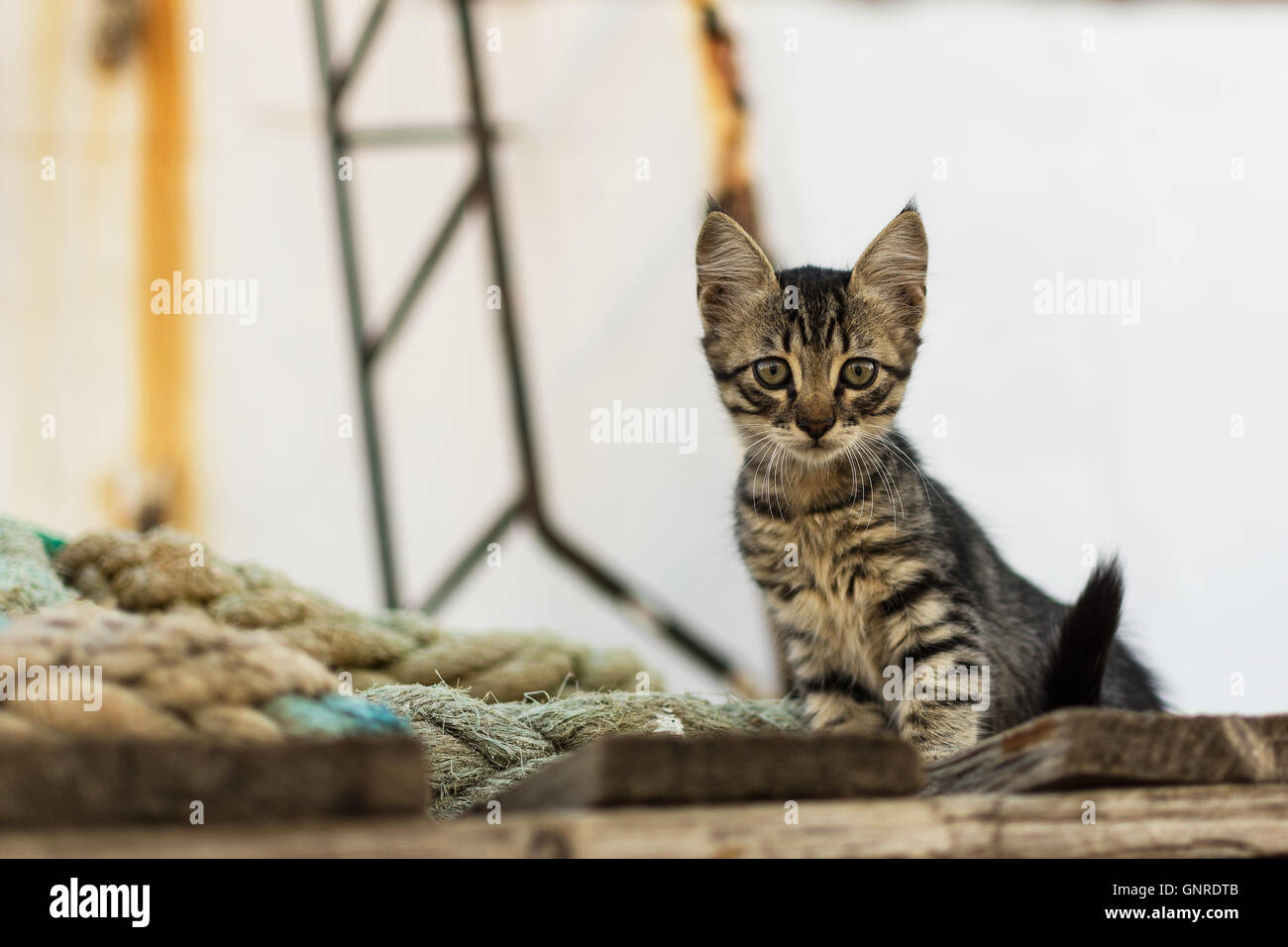 Cute Tabby Katze auf alten hölzernen Paletten- und abgenutzte Marine Seile. Kleine Katze auf verlassenen Alten rostigen Schiff. Stockfoto