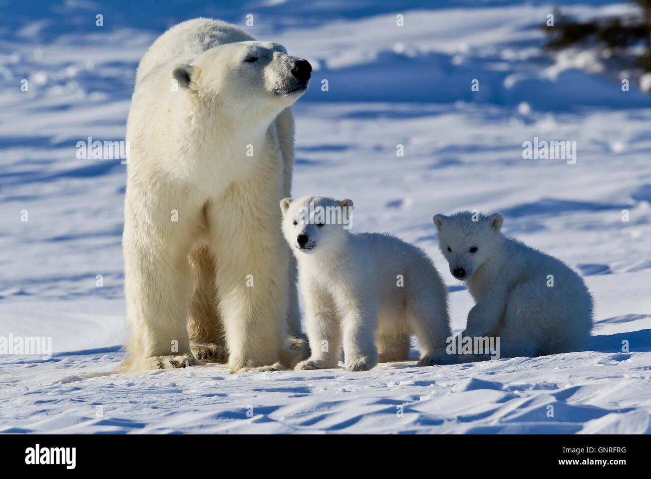 Eisbär-Sau und zwei jungen Ursus Maritimus auf arktische Tundra, Manitoba, Kanada Stockfoto