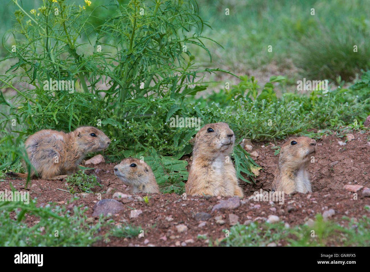 Schwarz-angebundene Präriehund (Cynomys sich) Mutter mit jungen in der Höhle, North Dakota, USA Stockfoto