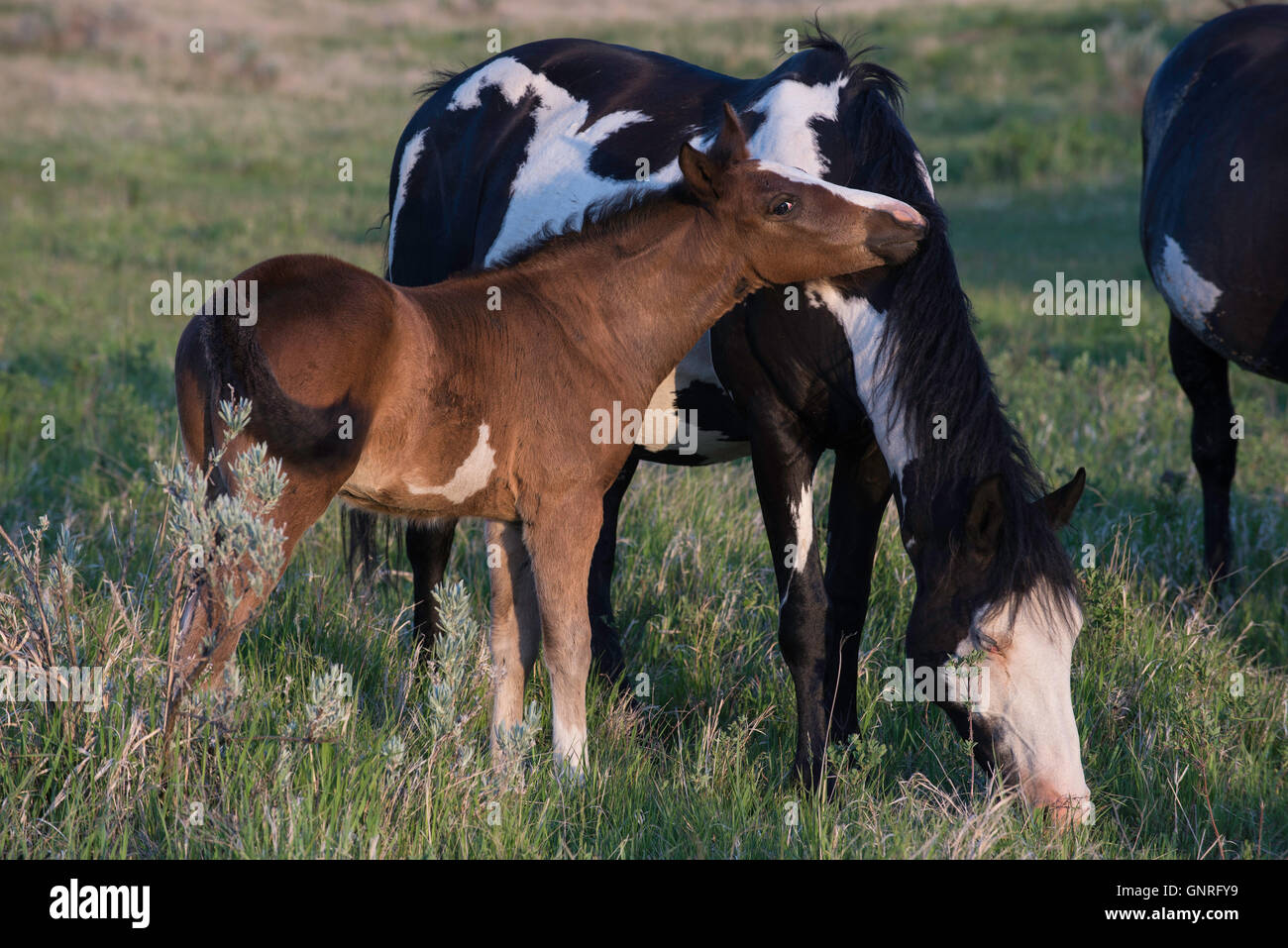 Wildpferd (Equs Ferus), Fohlen und Elternteil, im Westen Nordamerikas Stockfoto