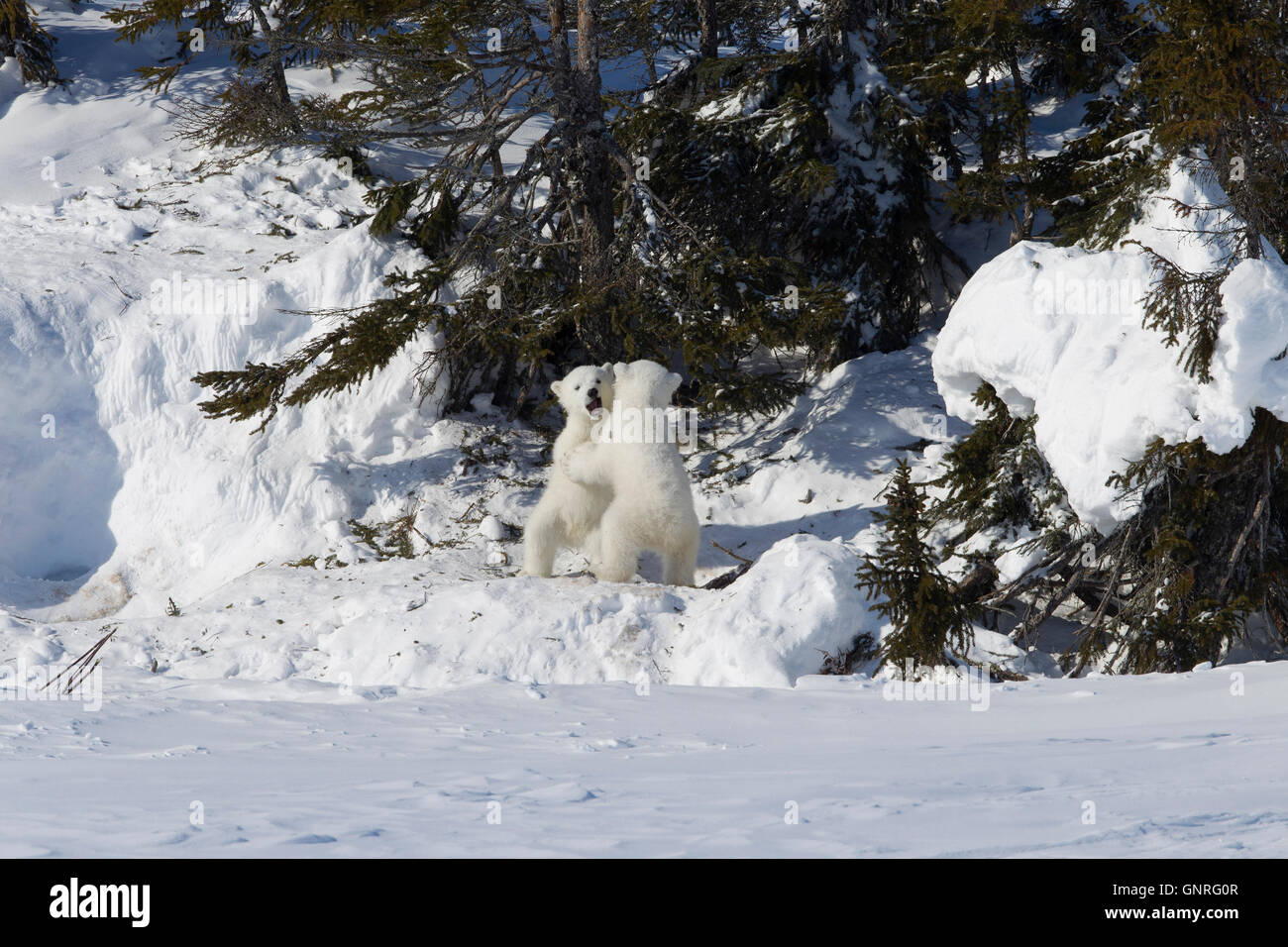 Polar Bear Cubs Ursus Maritimus spielen unter Fichten, Manitoba, Kanada Stockfoto