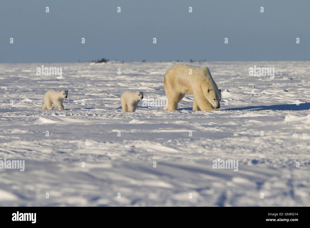 Polar Bear zu säen und zu Fuß entlang der gefrorenen Tundra, Ursus Maritimus Kanada cubs Stockfoto