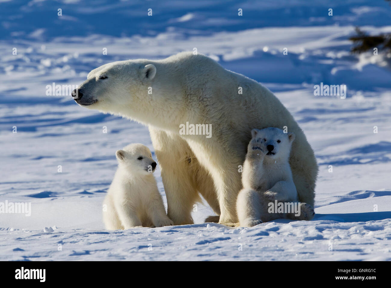 Eisbär-Sau und zwei jungen Ursus Maritimus auf arktische Tundra, Manitoba, Kanada Stockfoto