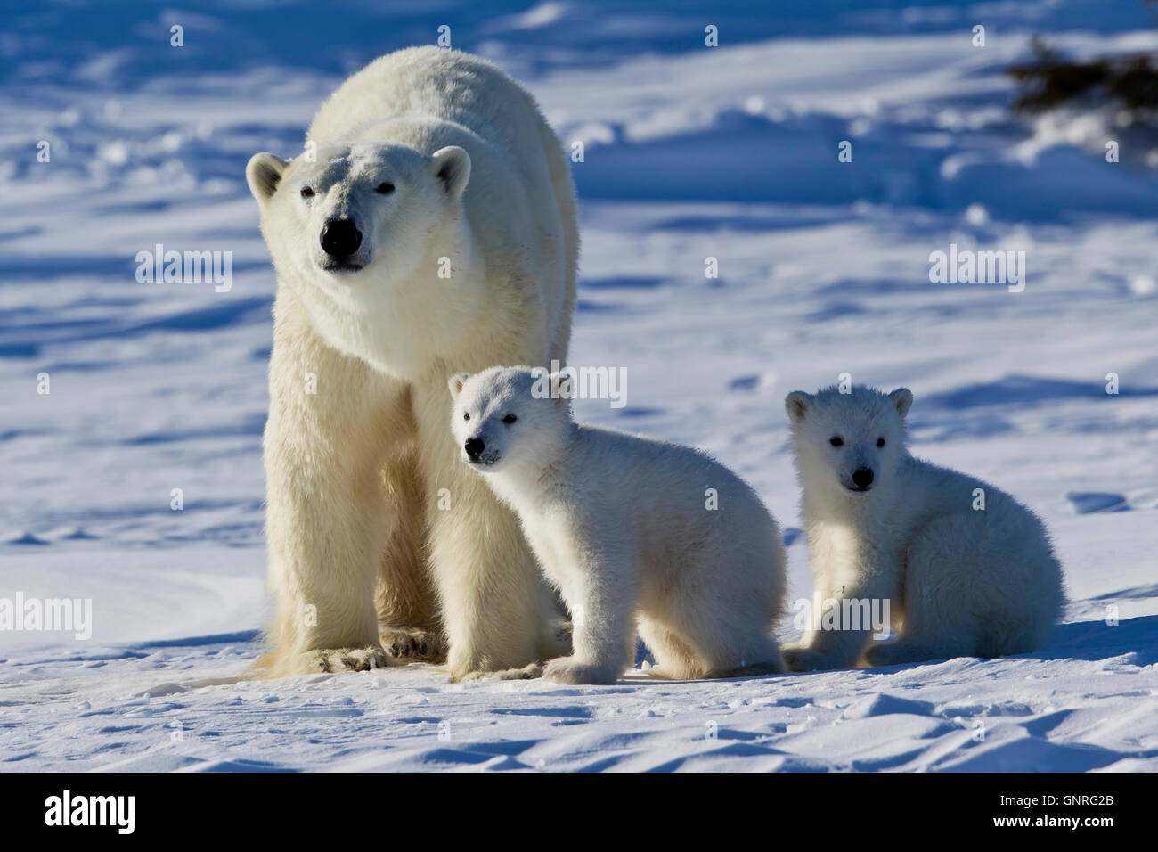 Eisbär-Sau und zwei jungen Ursus Maritimus auf arktische Tundra, Manitoba, Kanada Stockfoto