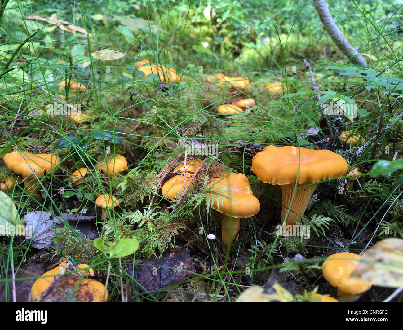 Nahaufnahme von einem Haufen gelbe Pfifferlinge (Eierschwämmen Cibarius) im Wald, Bild aus Nordschweden. Stockfoto