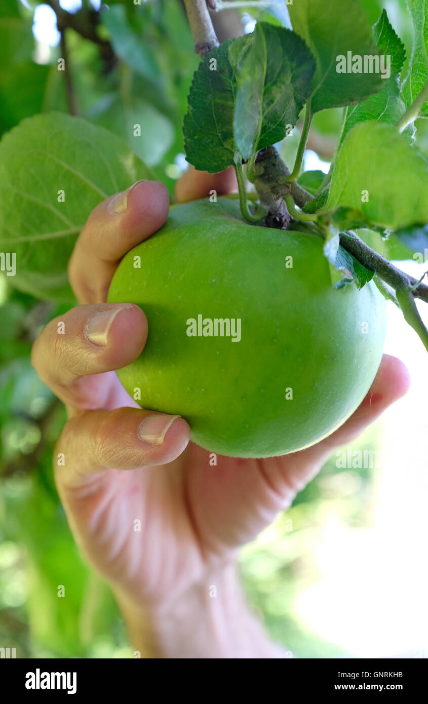 ältere männliche Gärtner Bramley-Äpfel pflücken Stockfoto
