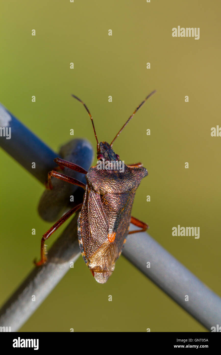 Pentatoma Art: rotbeinige Shieldbug Familie: Pentatomidae Yorkshire, Großbritannien Stockfoto