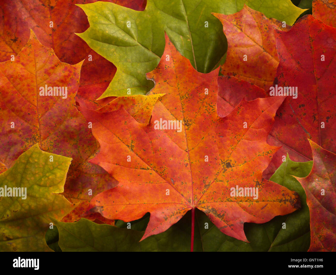 Im Herbst Ahornblätter farbige Hintergrund Stockfoto