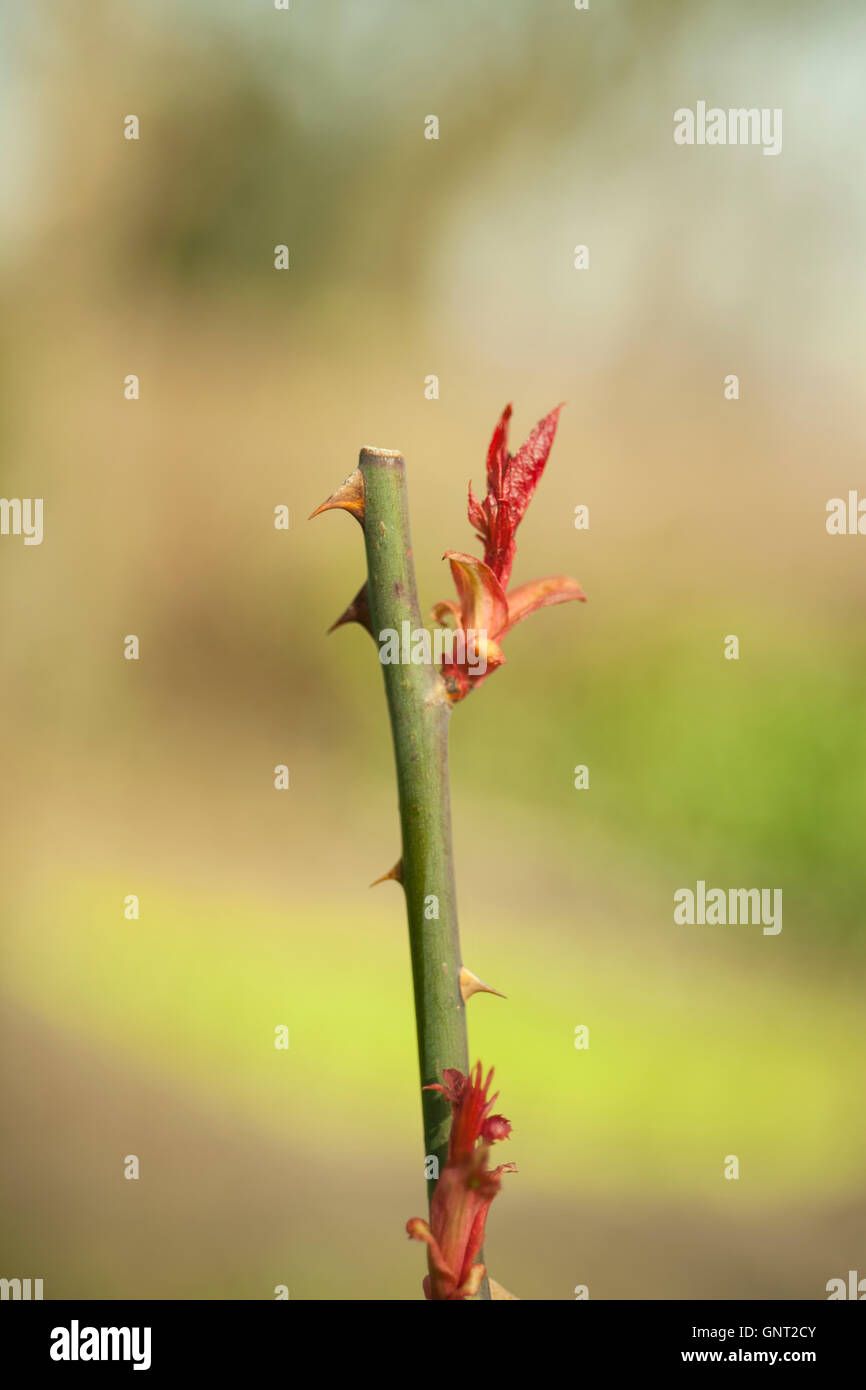 Zugeschnittenen rote Rose wächst weiter. Stockfoto