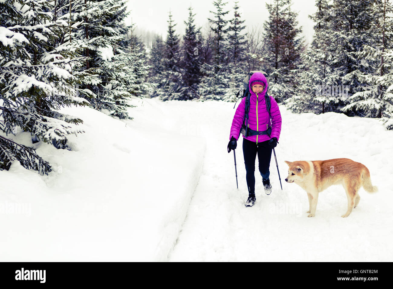 Frau im weißen Winterwald mit Akita Hund Wald wandern. Erholung, Fitness und gesunde Lebensweise im Freien in der Natur. Motivatio Stockfoto