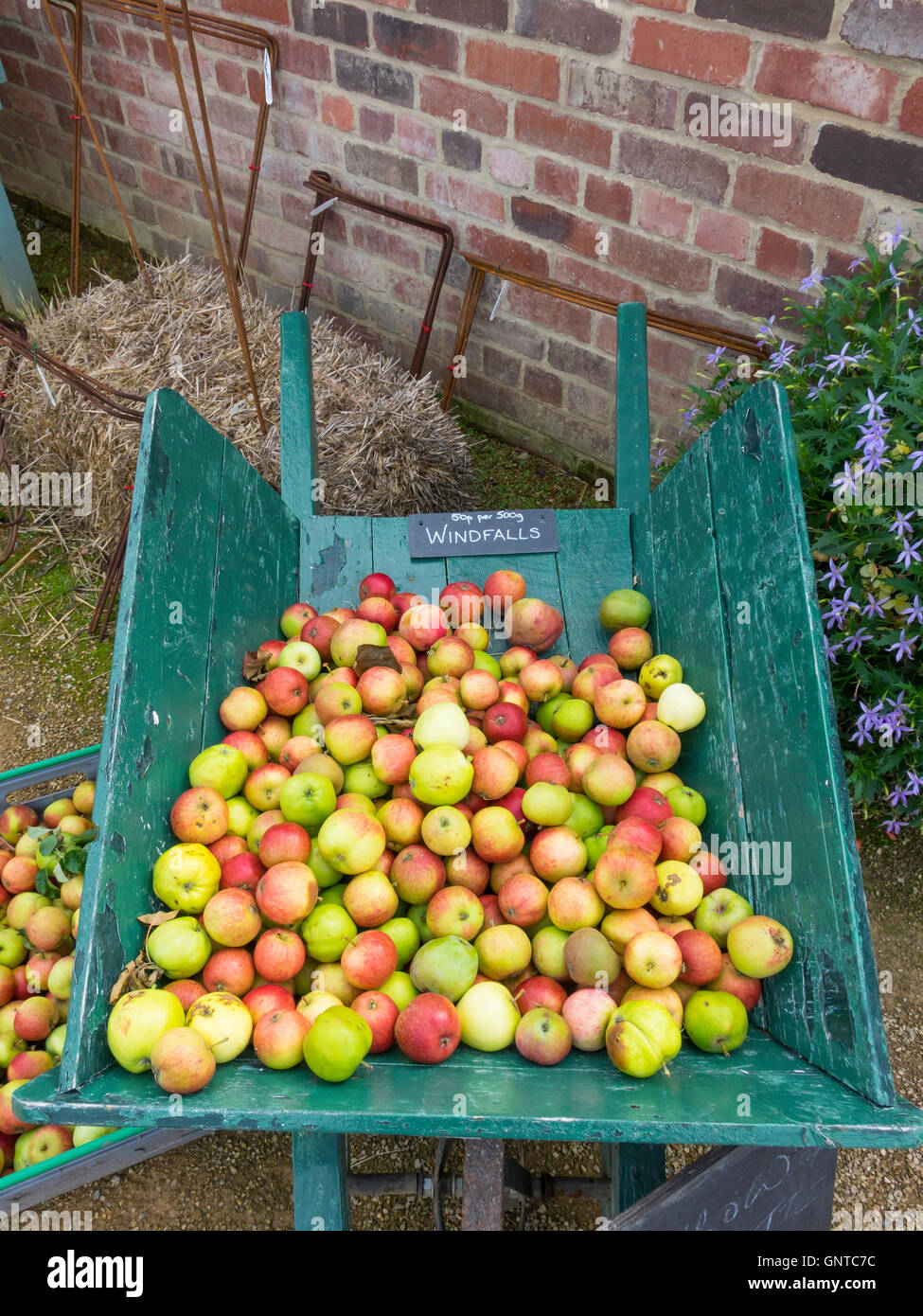 Gelbe und rote Windfall Äpfel, angezeigt in einer hölzernen Schubkarre in ein Gartencenter zu verkaufen Stockfoto